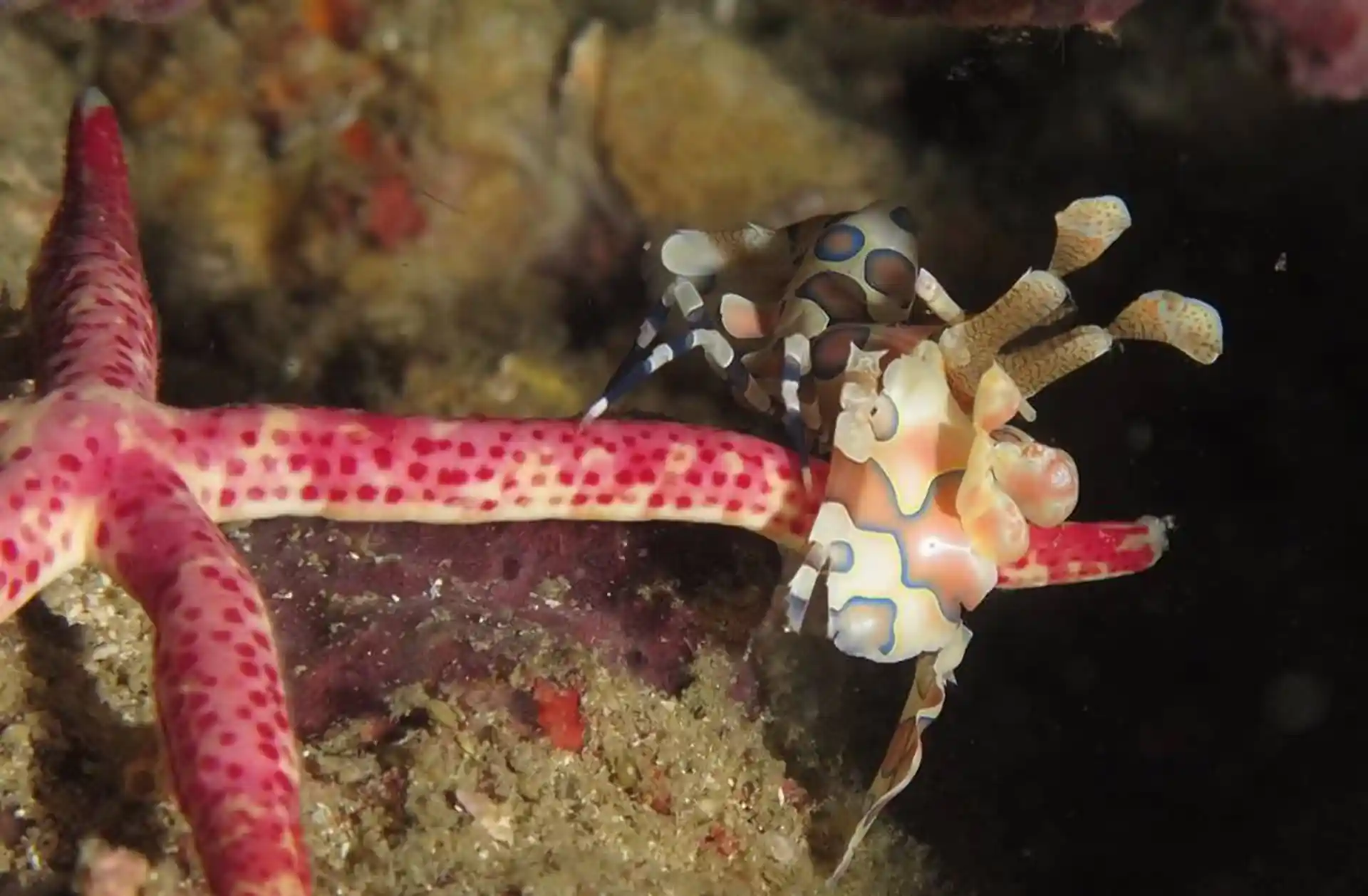 Harelequin Shrimp