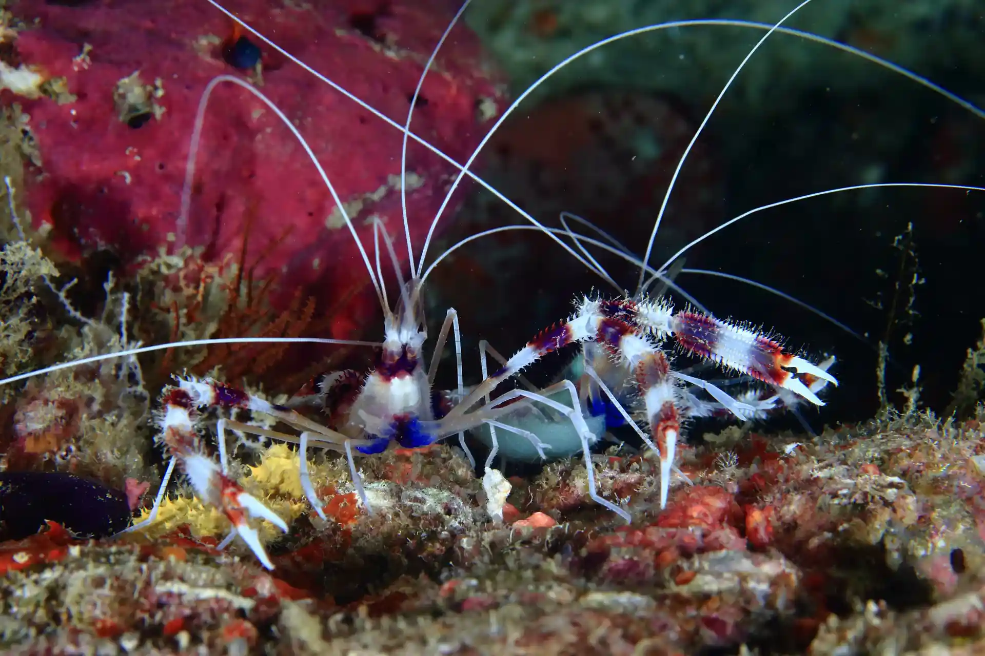 Foto de la tienda de buceo