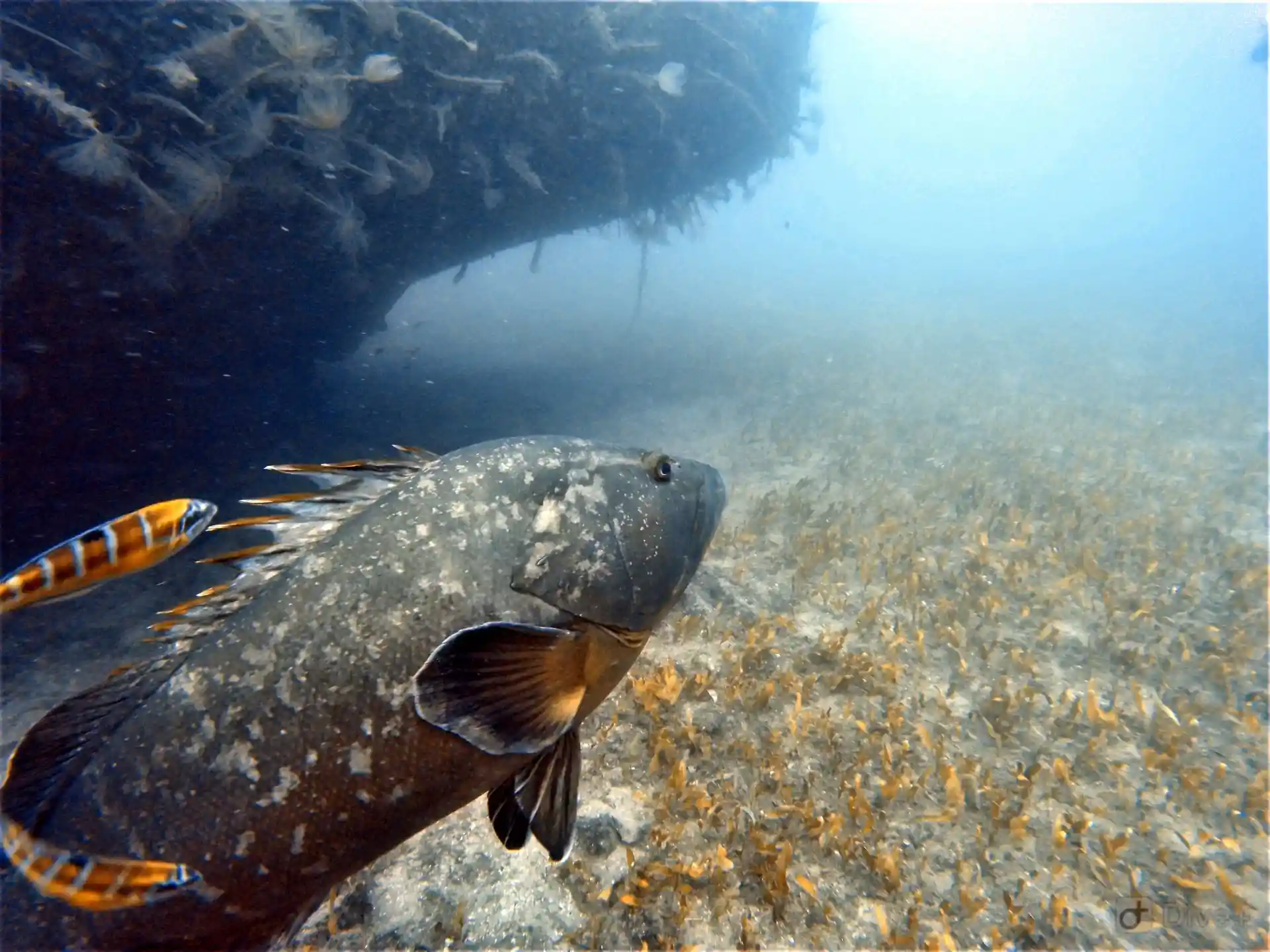 Dive site photo