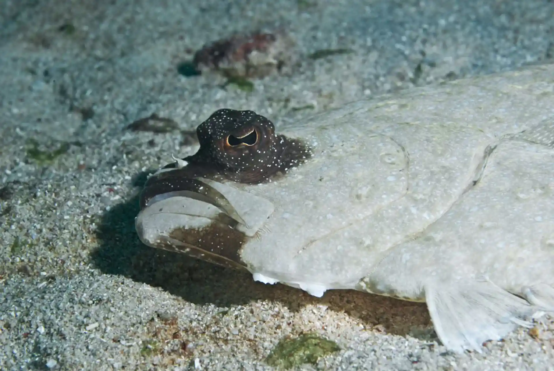 Photo du site de plongée