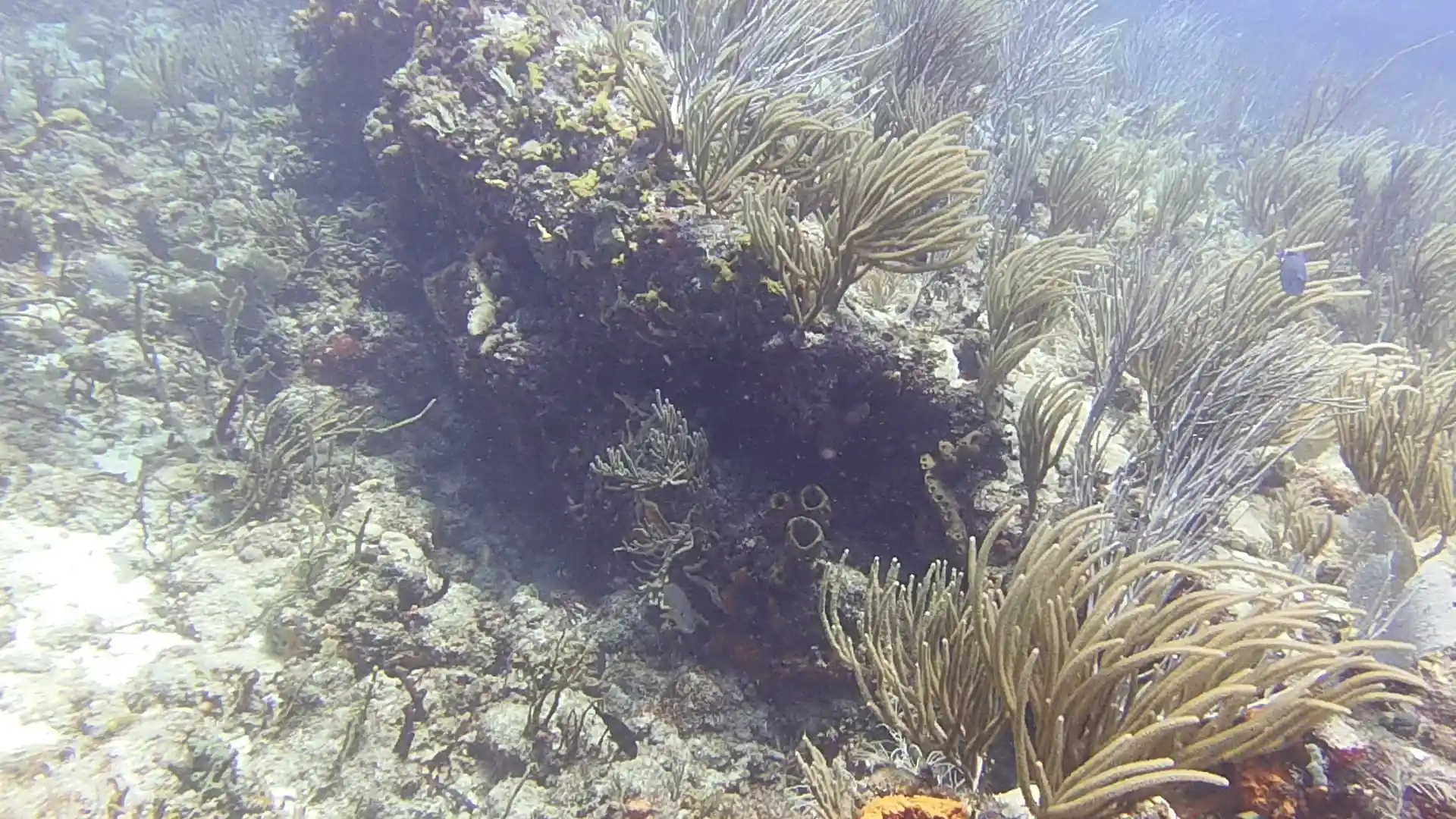 Dive site photo