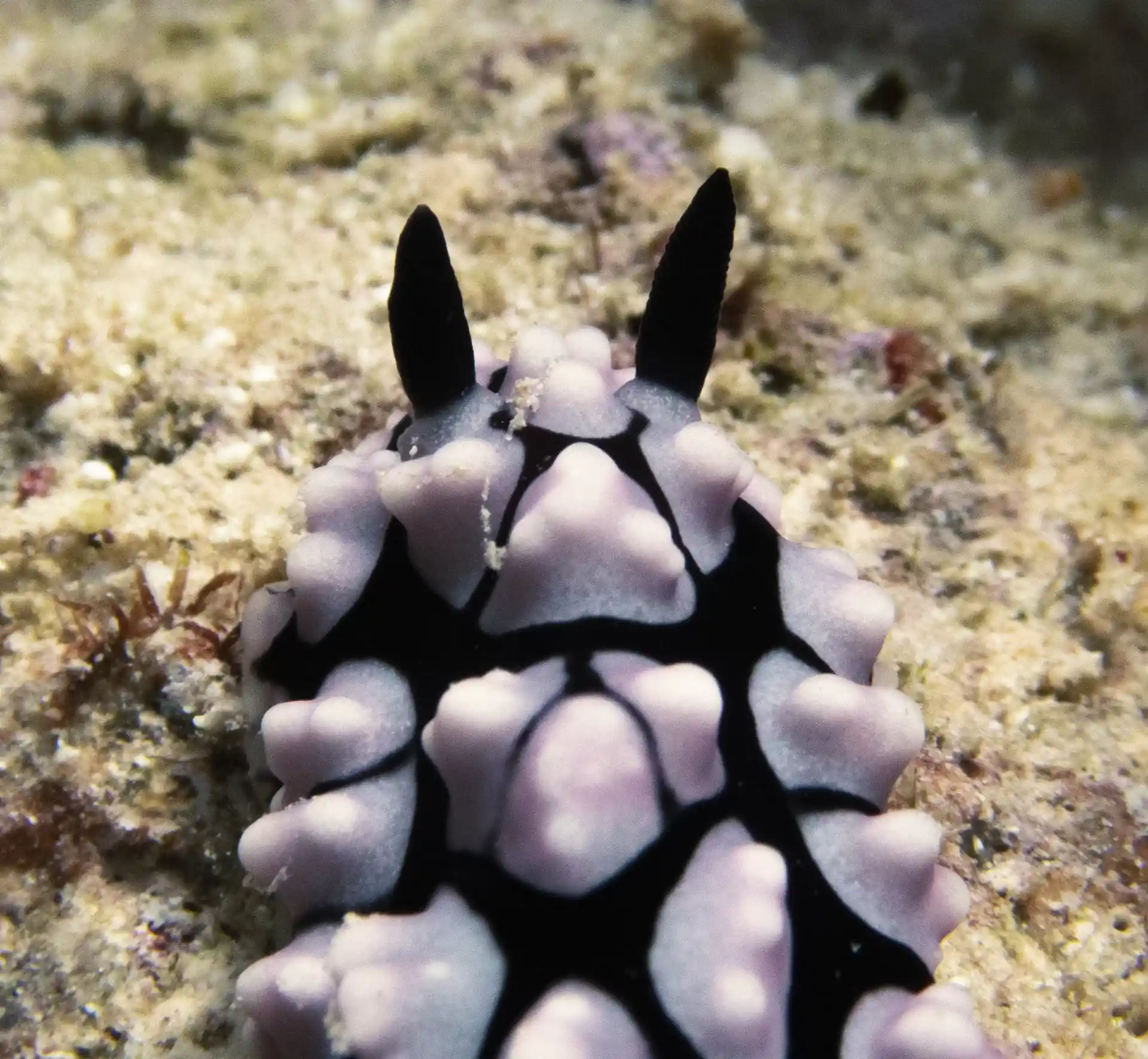 Dive shop photo