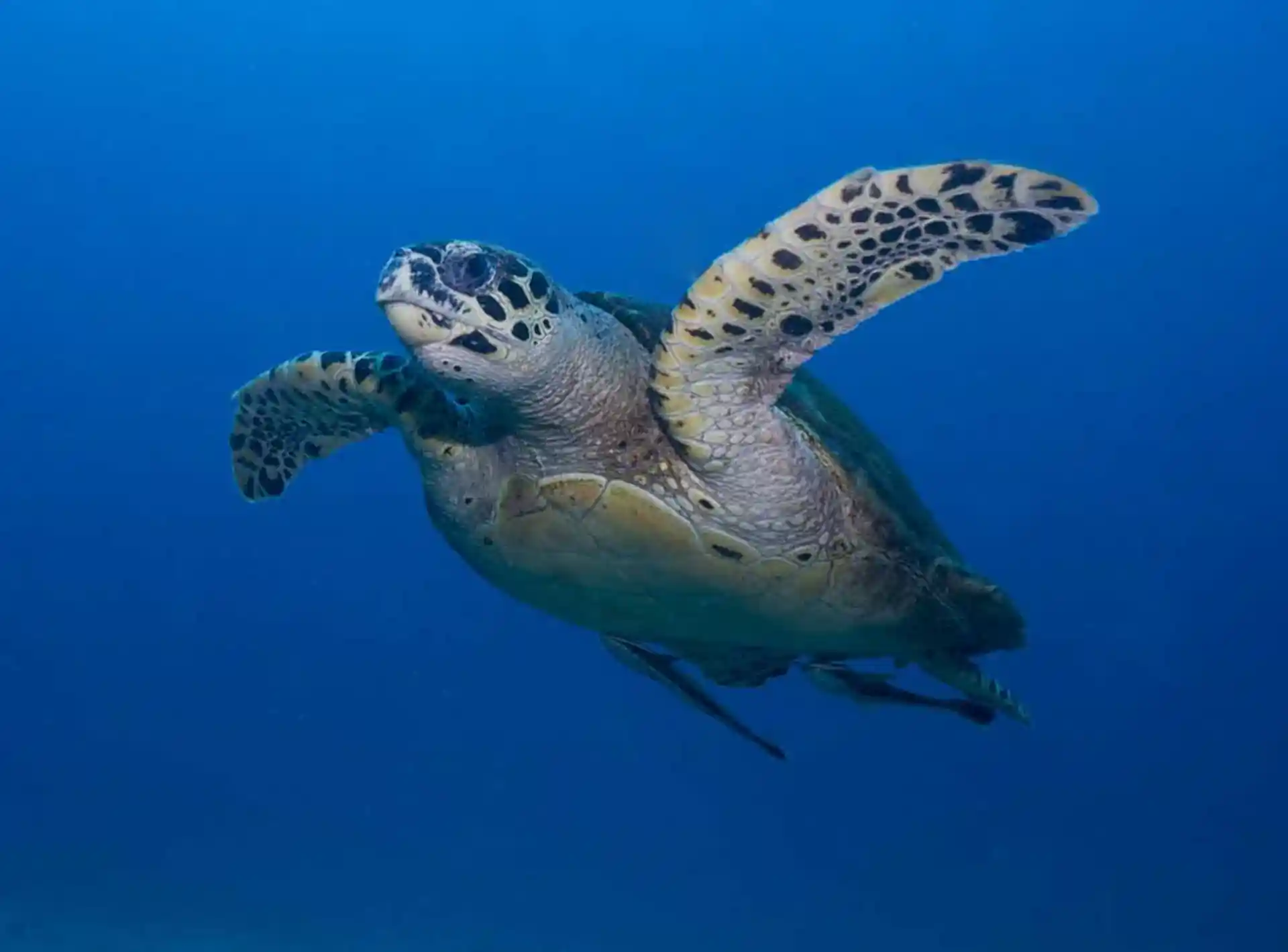 Dive shop photo