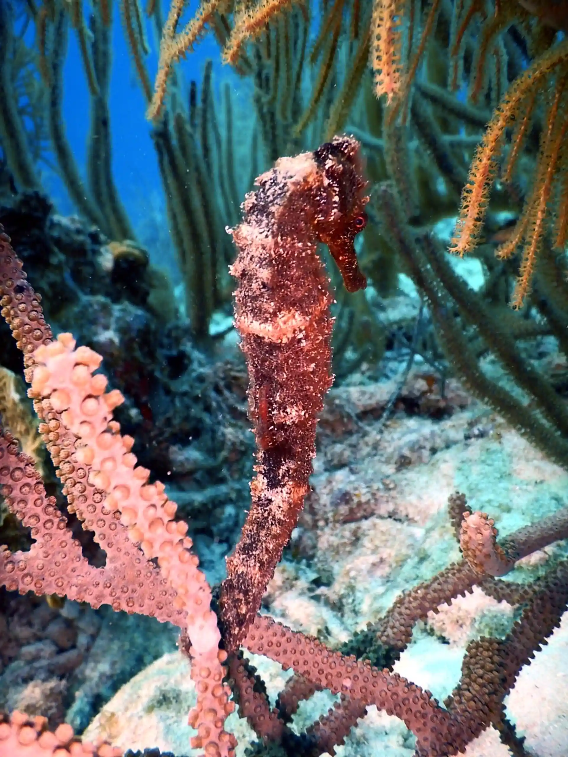 Often seen hiding in plain site