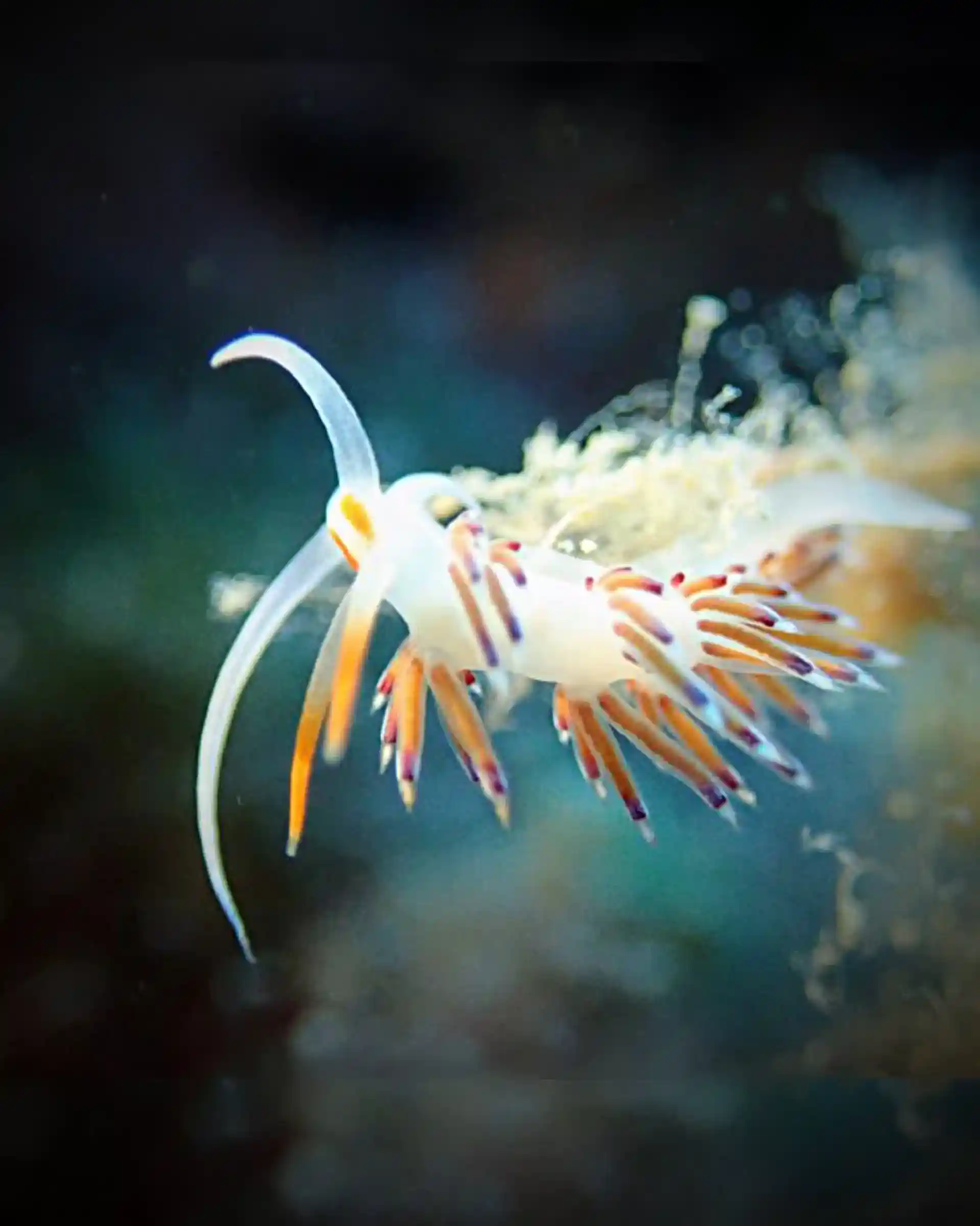 nudibranchs
