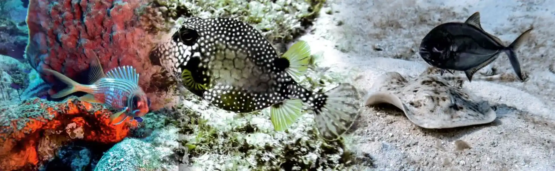 Dive shop photo