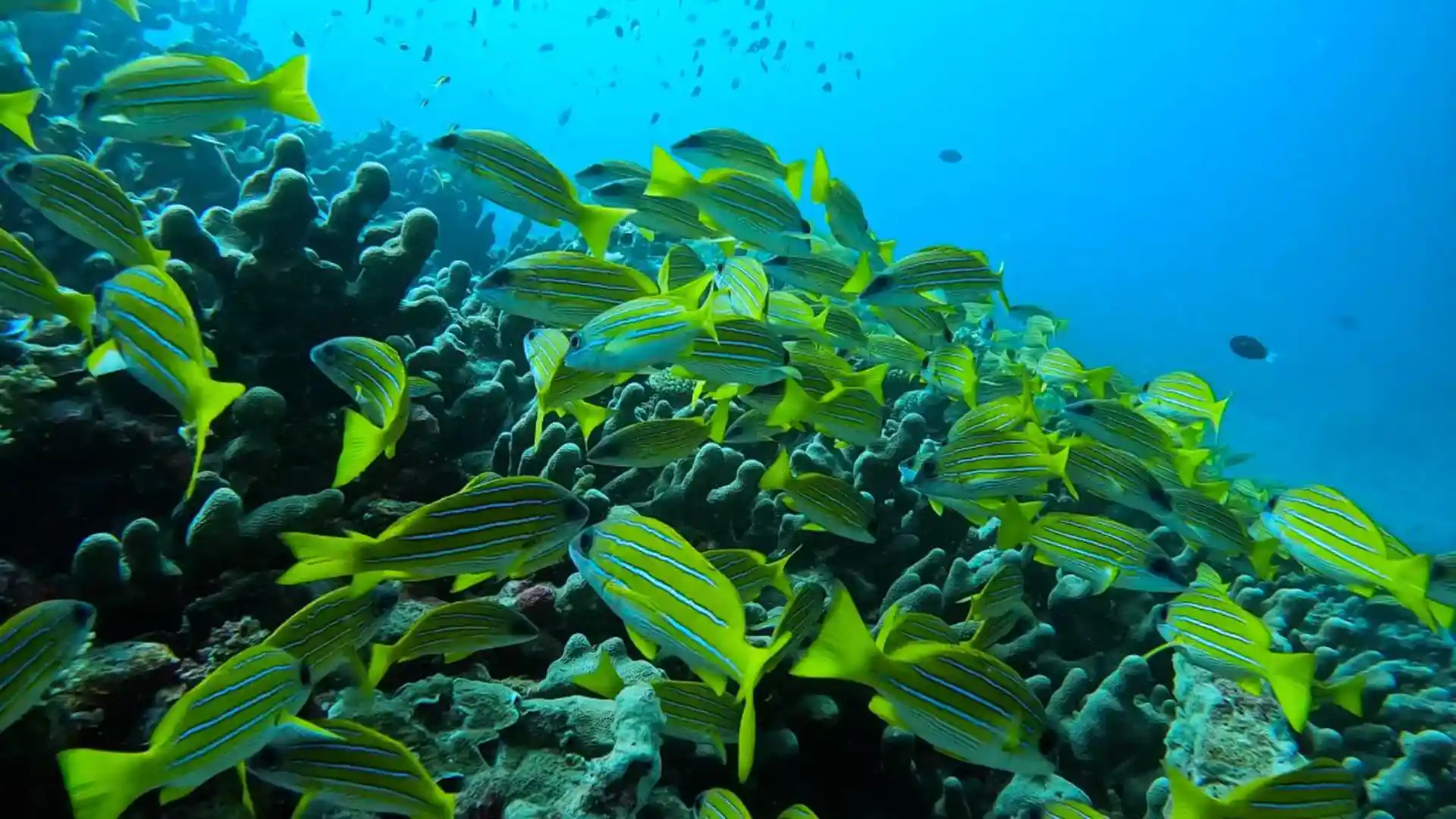 Photo du site de plongée