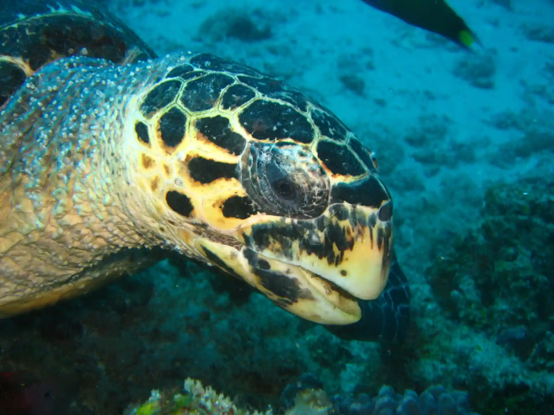 Dive site photo
