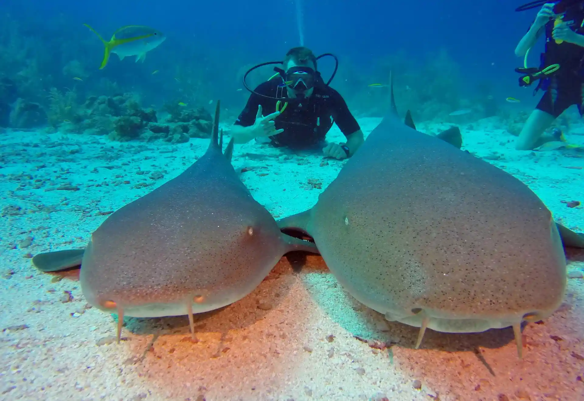Nurse Sharks are some of the few species you can see when diving with us here in Belize.