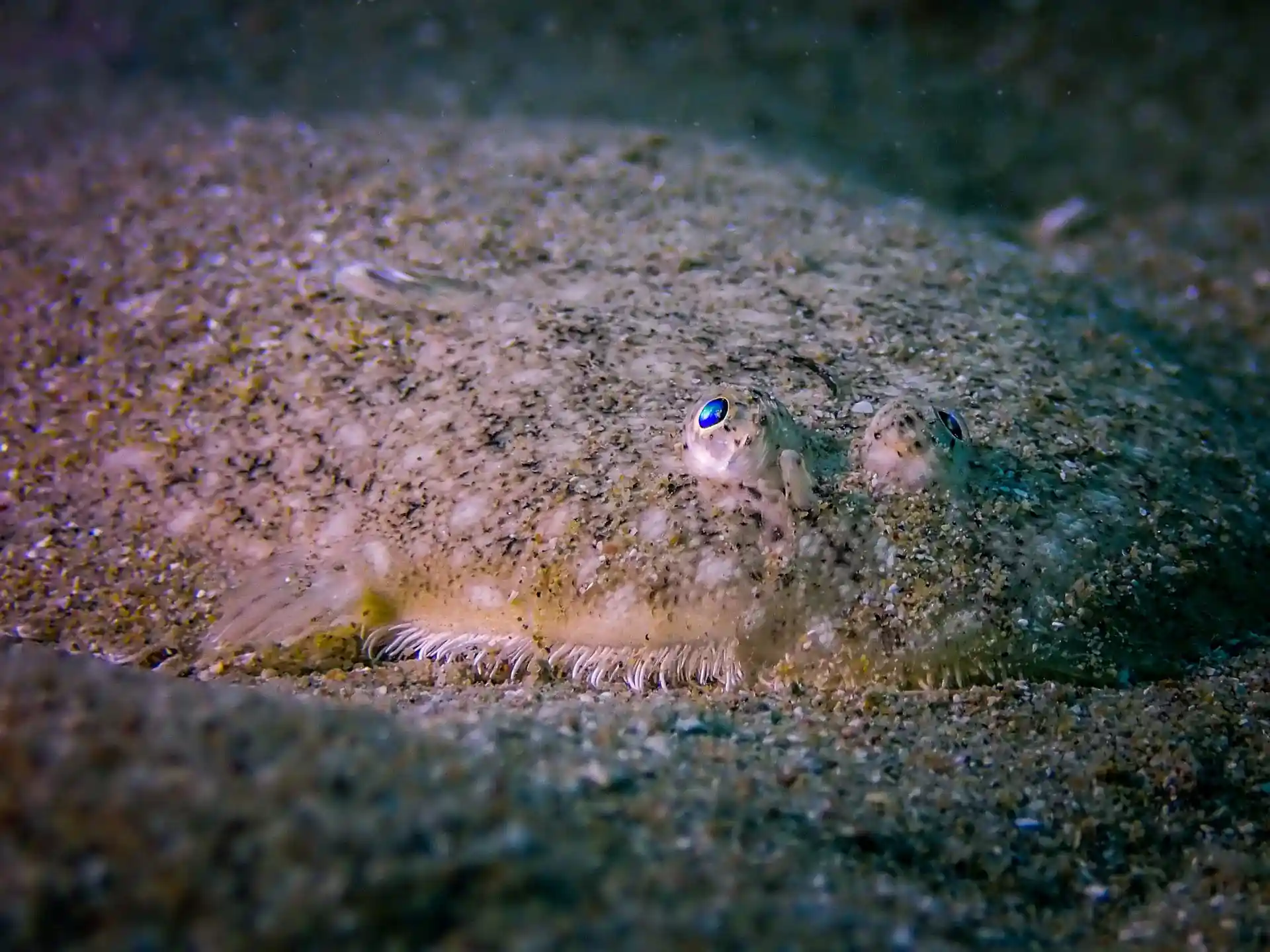 ダイビングサイトの写真