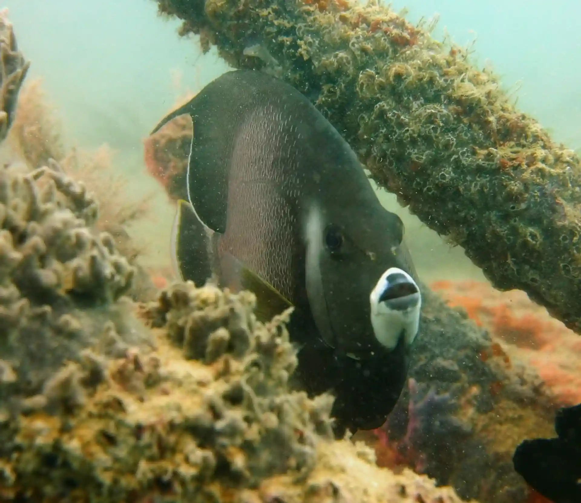 Dive site photo