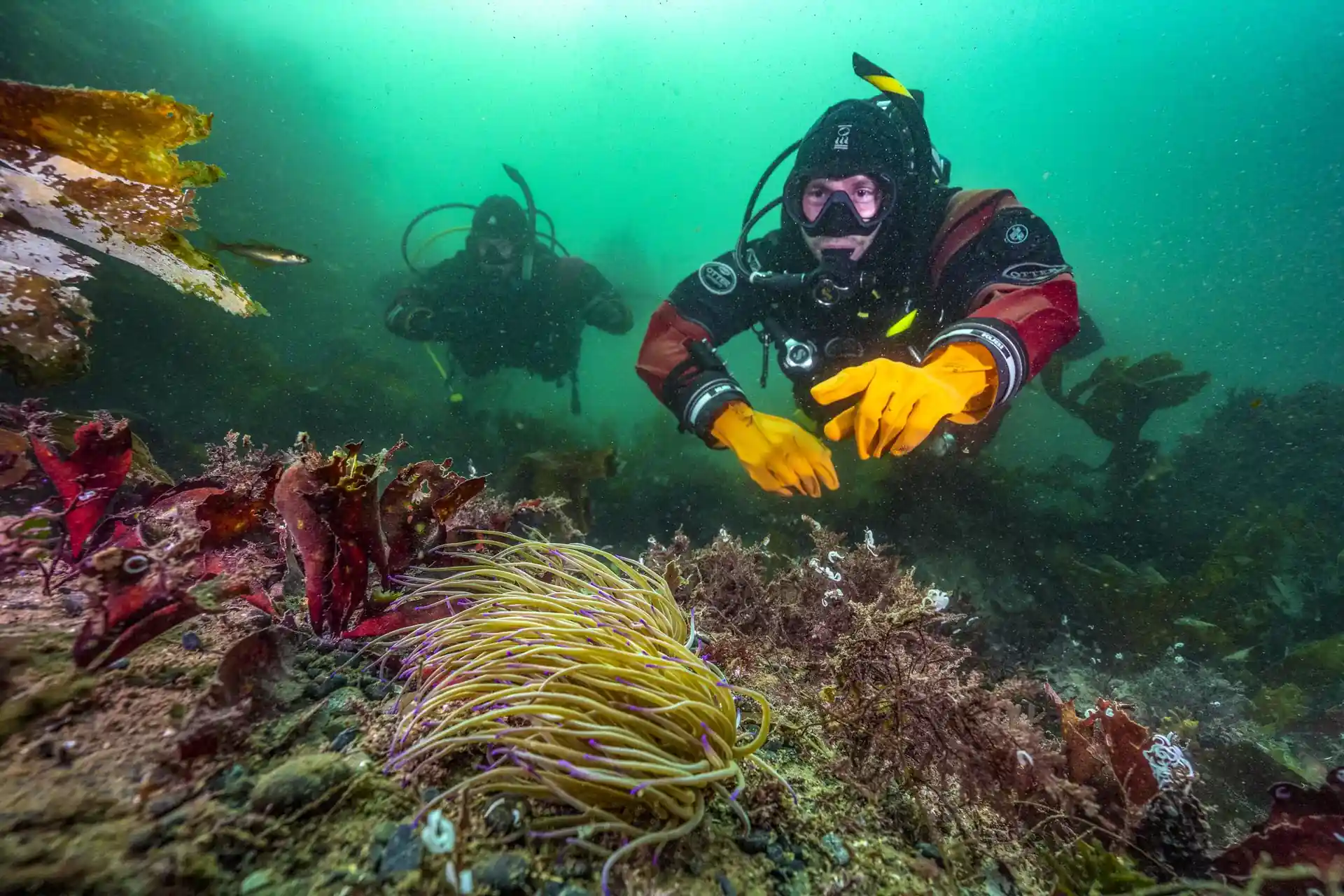 PADI Rescue Diver Course