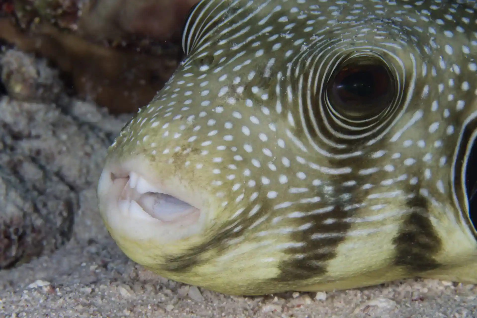 Photo du site de plongée