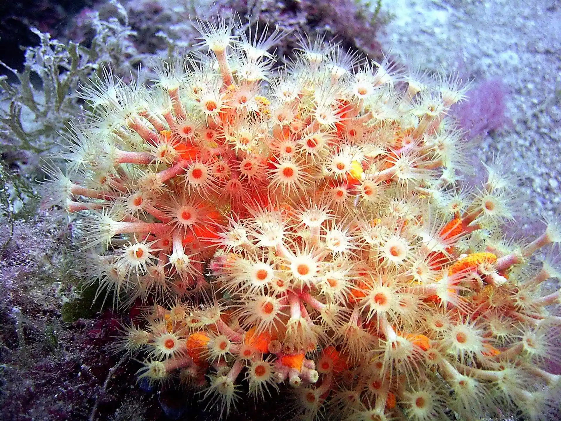 Dive site photo