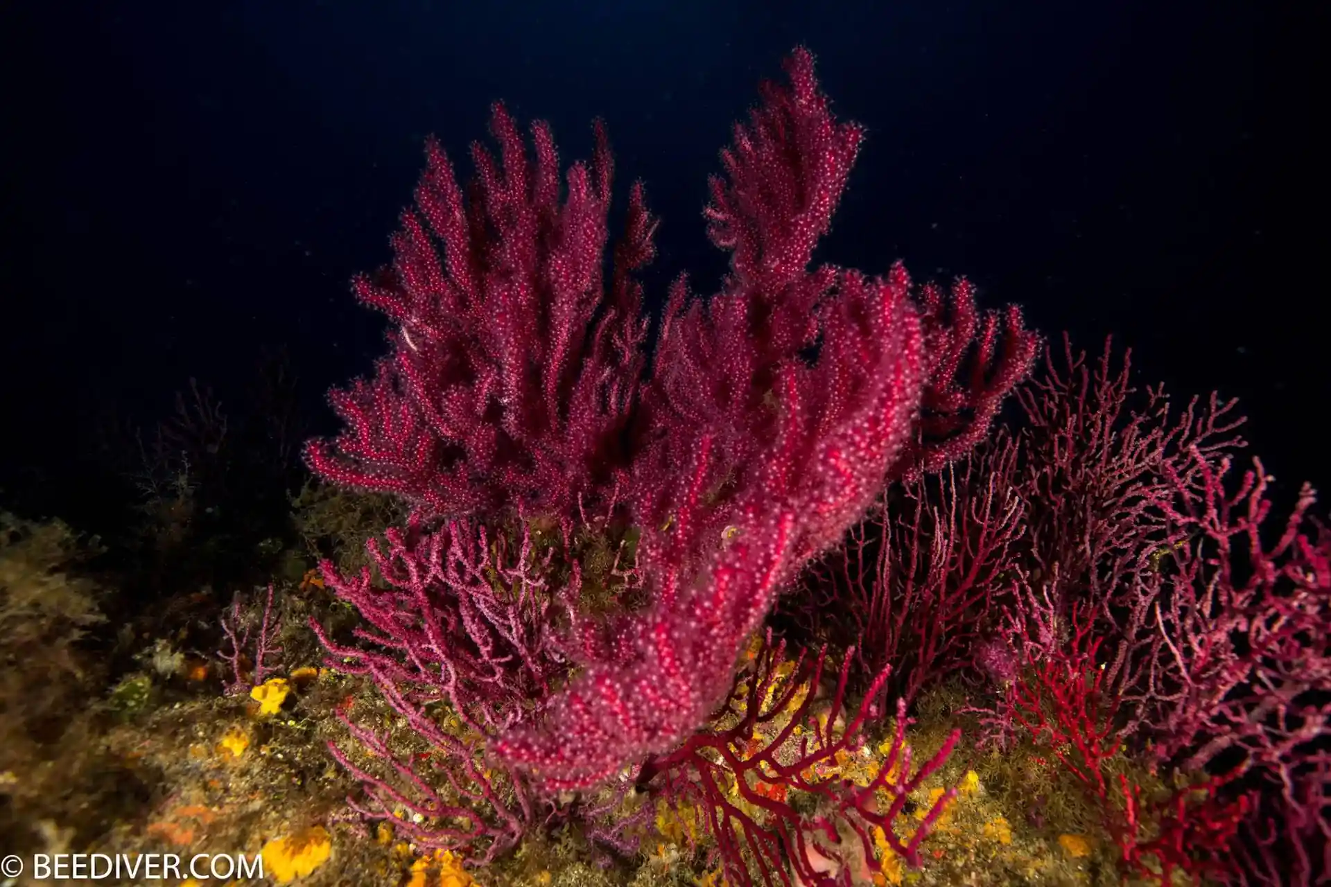 Dive site photo