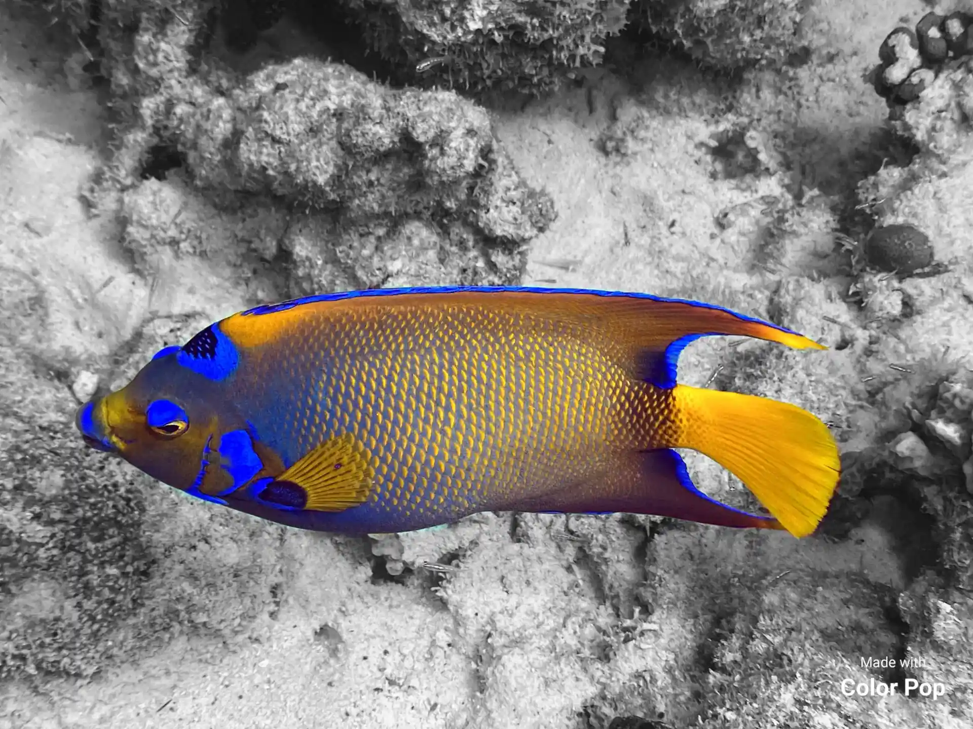 The majestic Queen Angel fish can often be spotted around Bonaire