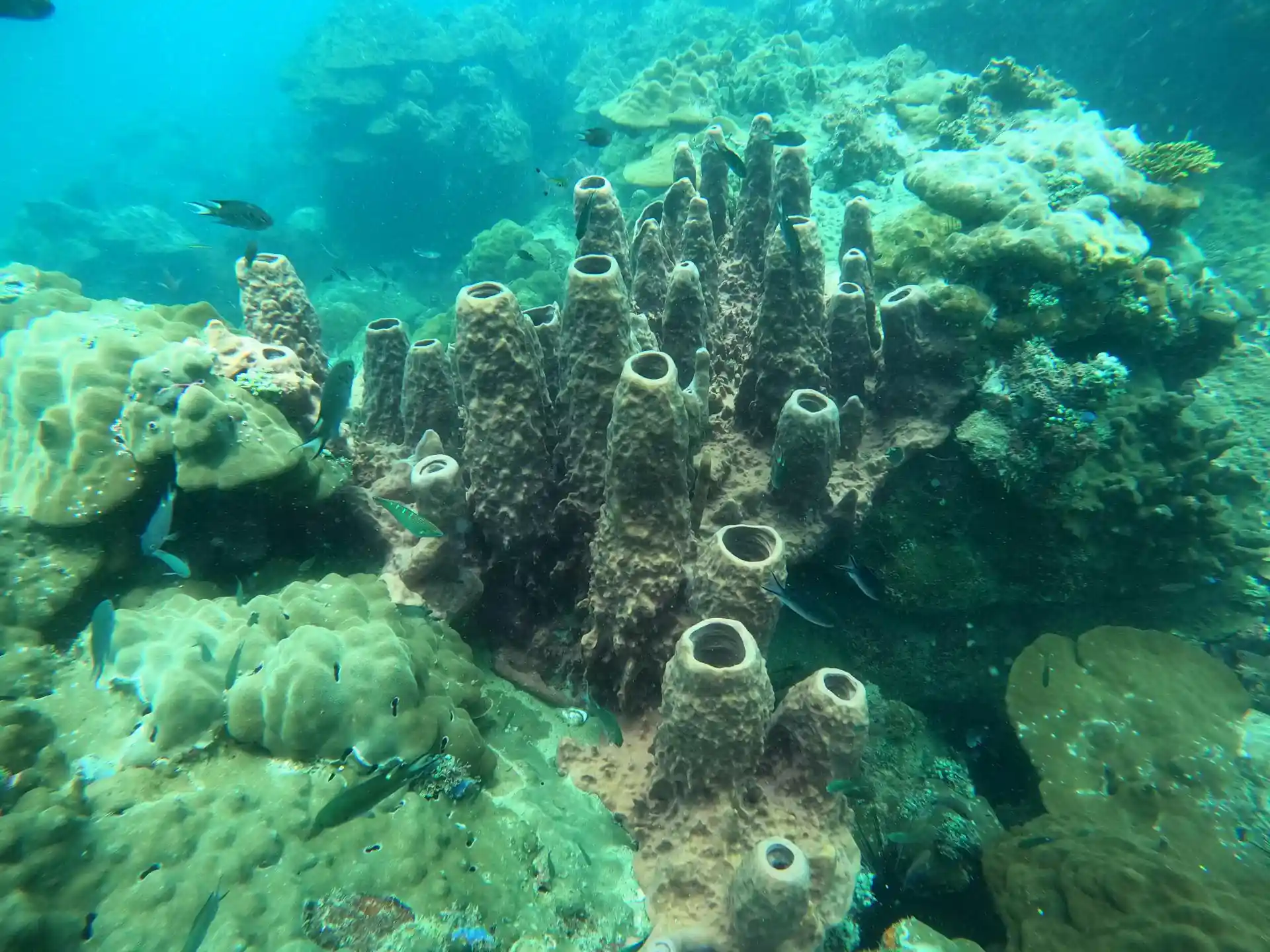 Dive site photo