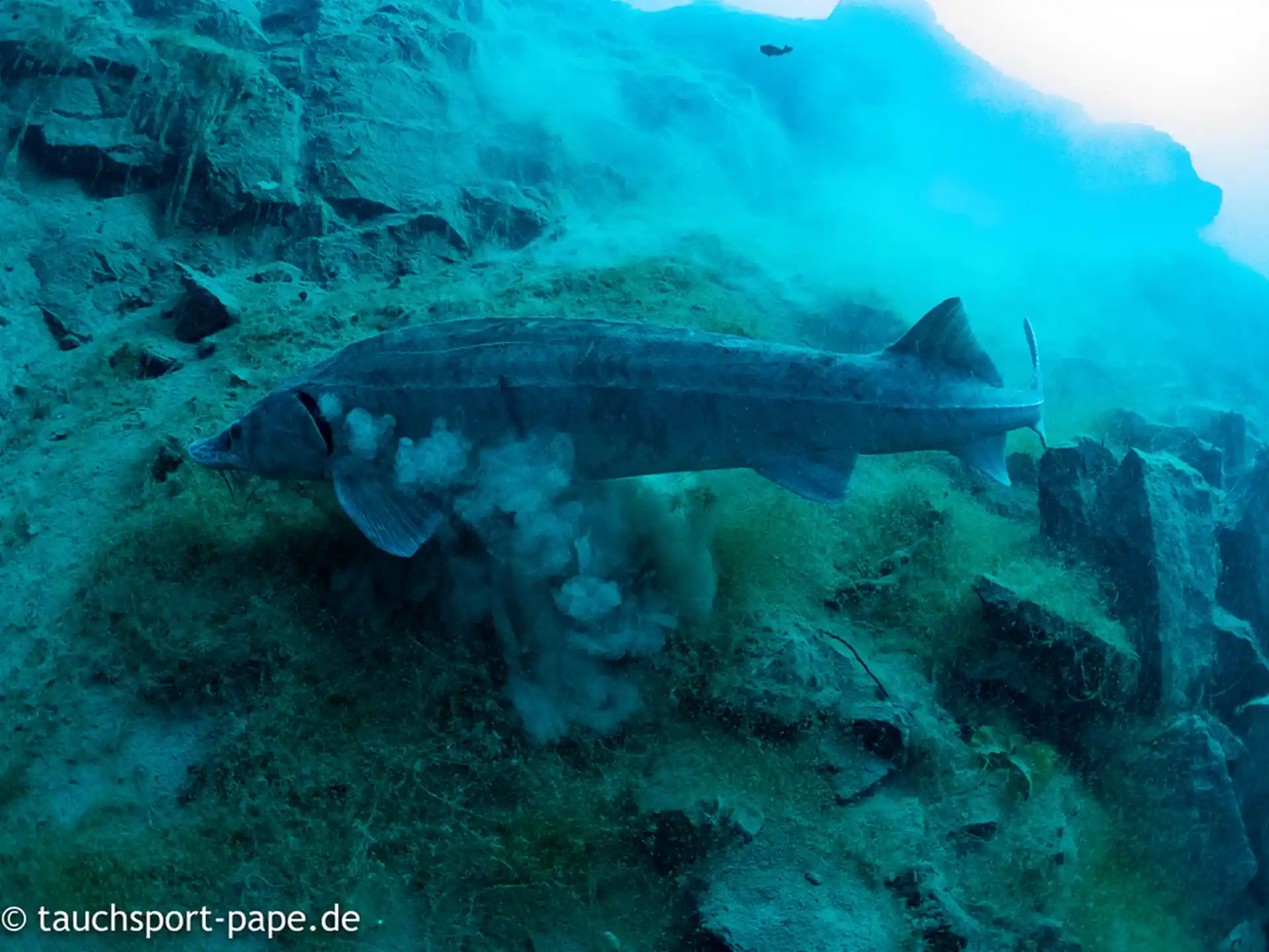 Foto des Tauchplatzes