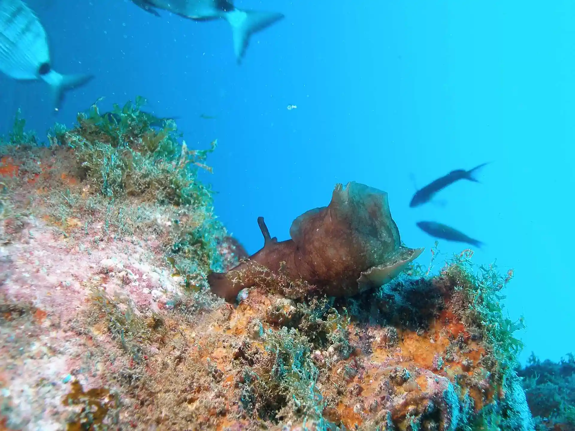 Dive site photo