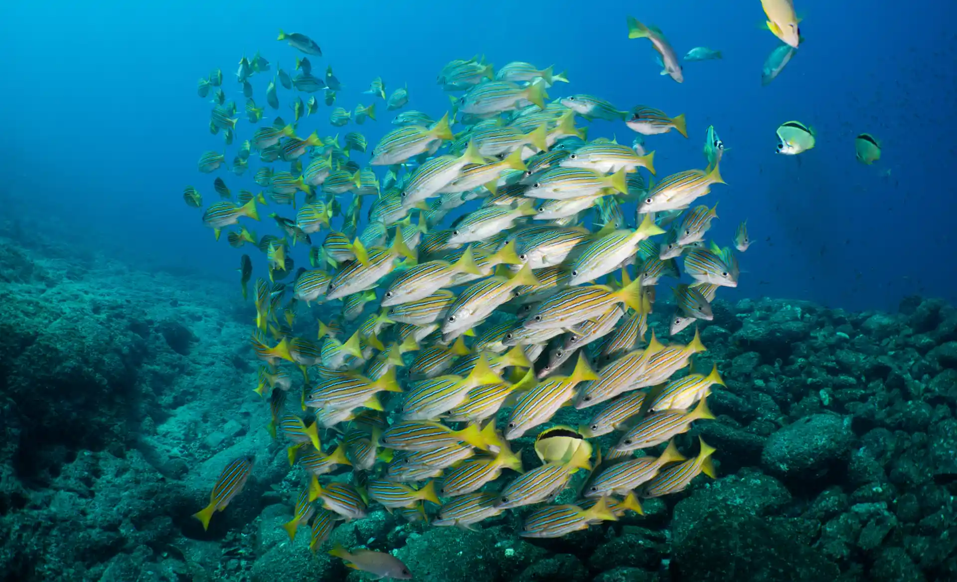 Beautiful and colourful reef fish of Espiritu Santo