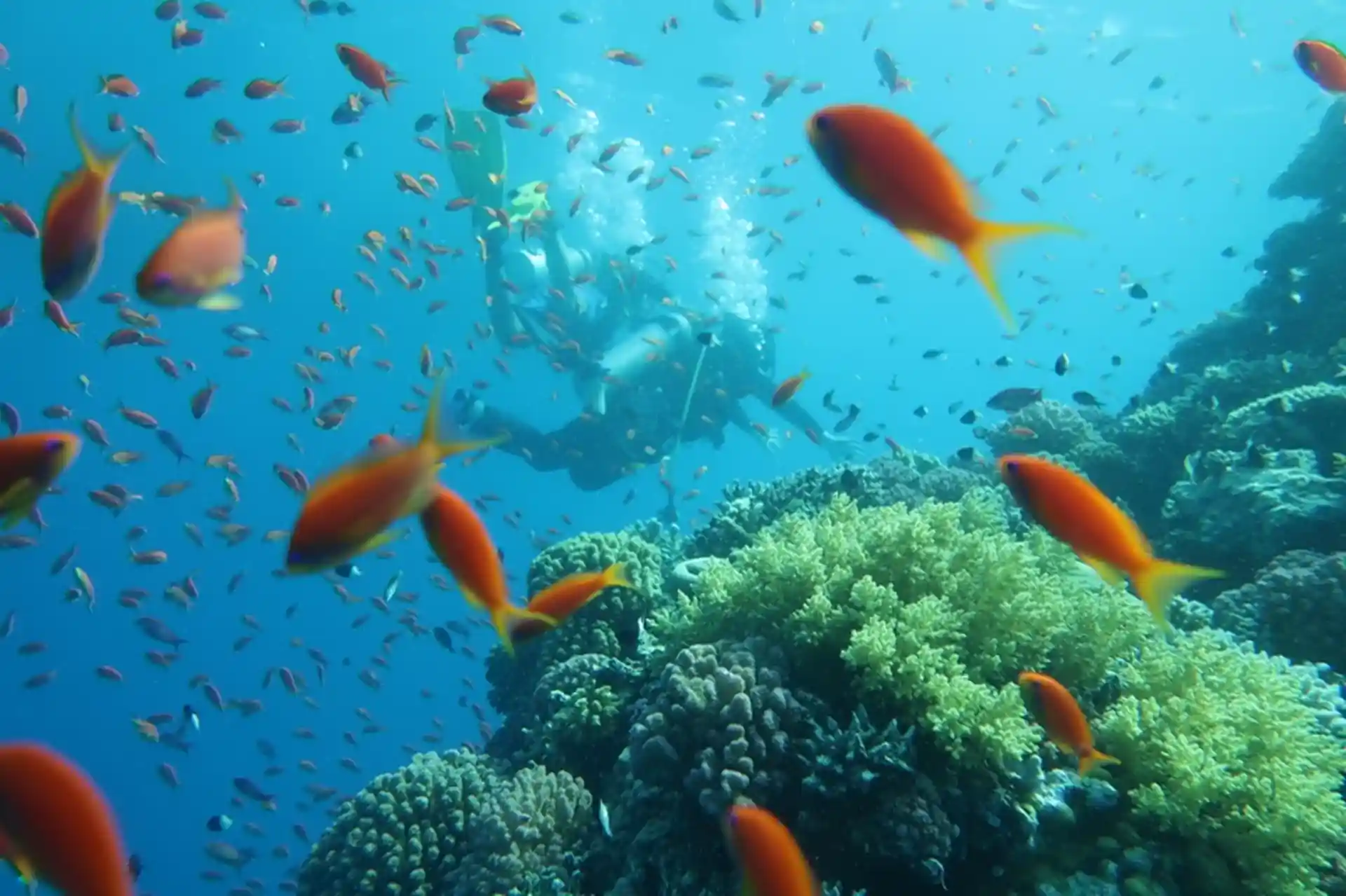 Photo du site de plongée