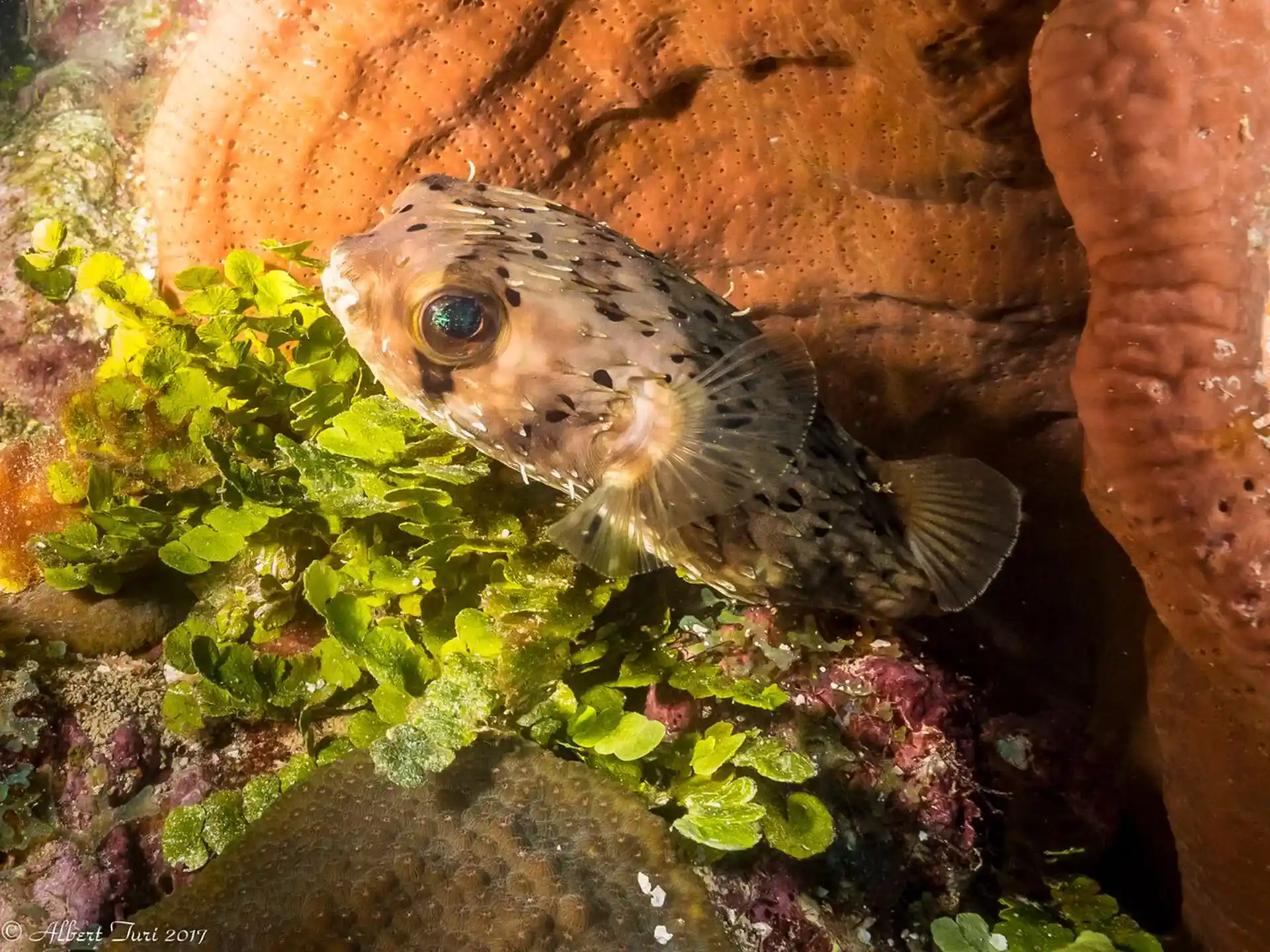 Foto des Tauchplatzes