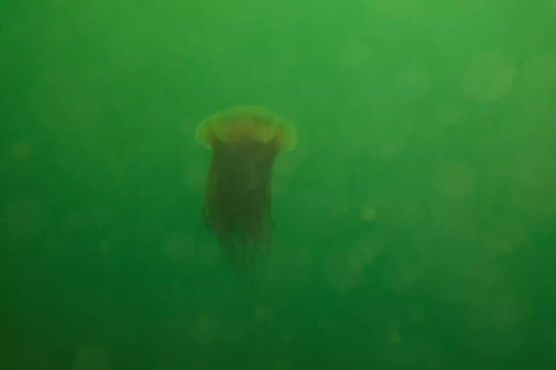 Dive site photo