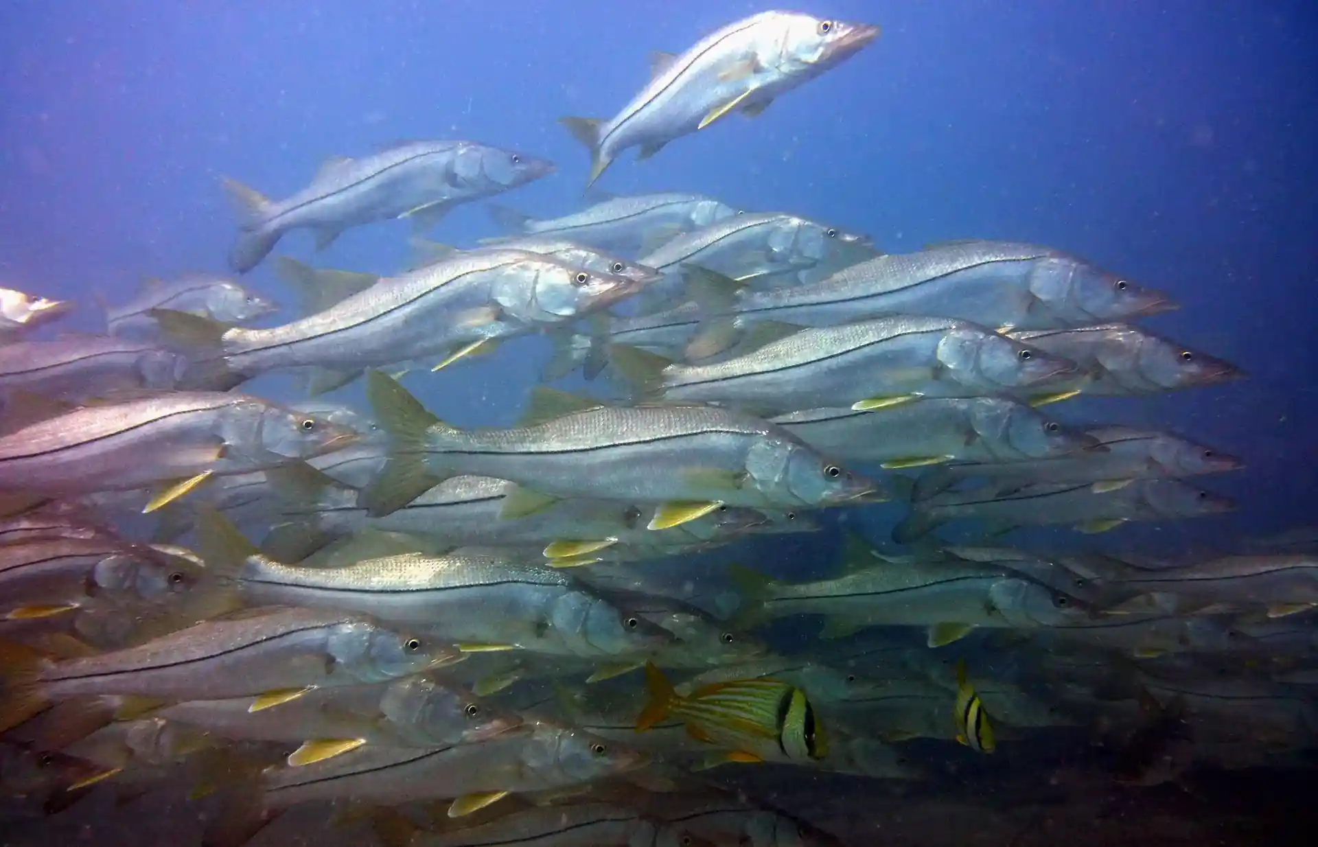 Dive site photo