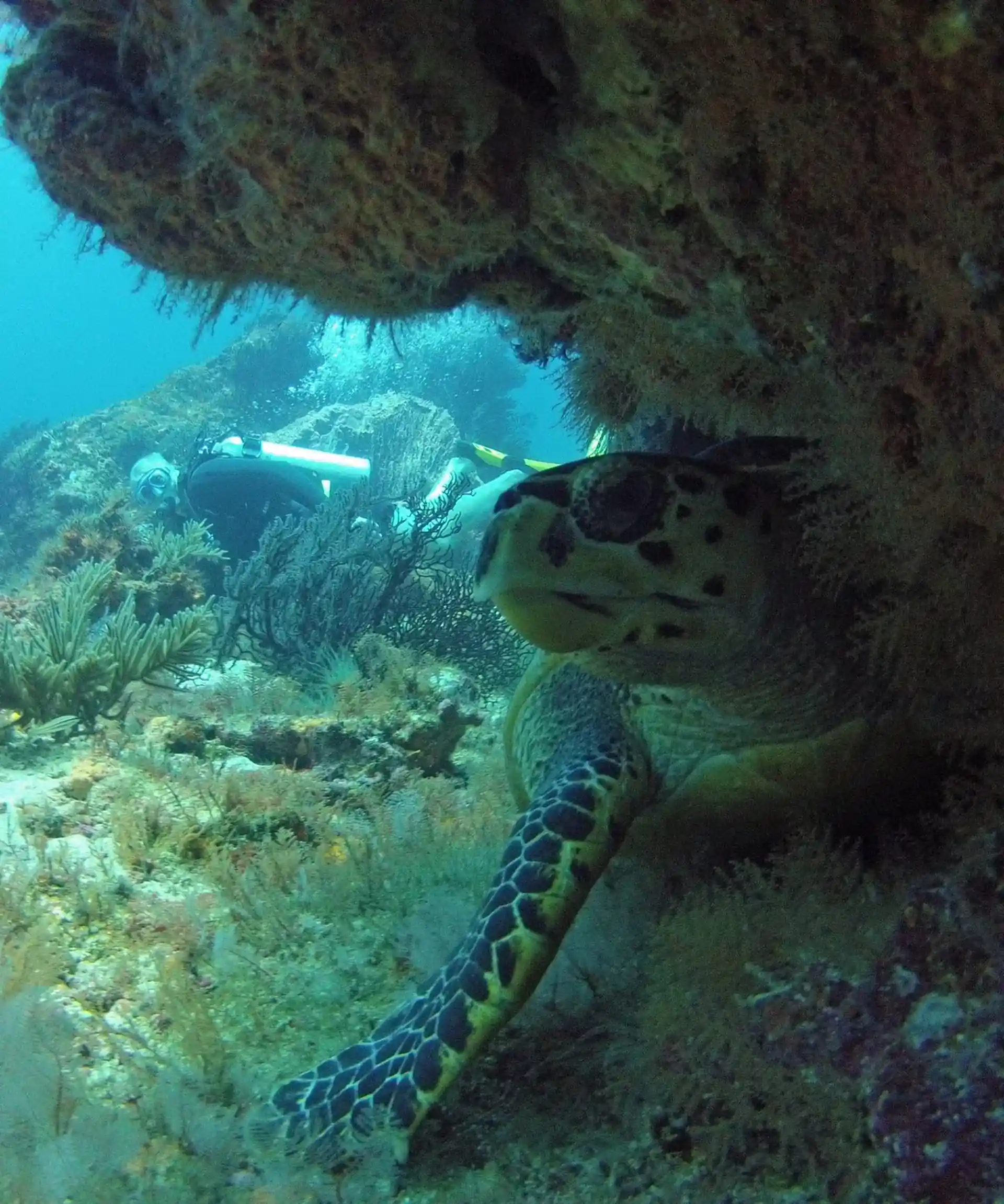 Dive site photo