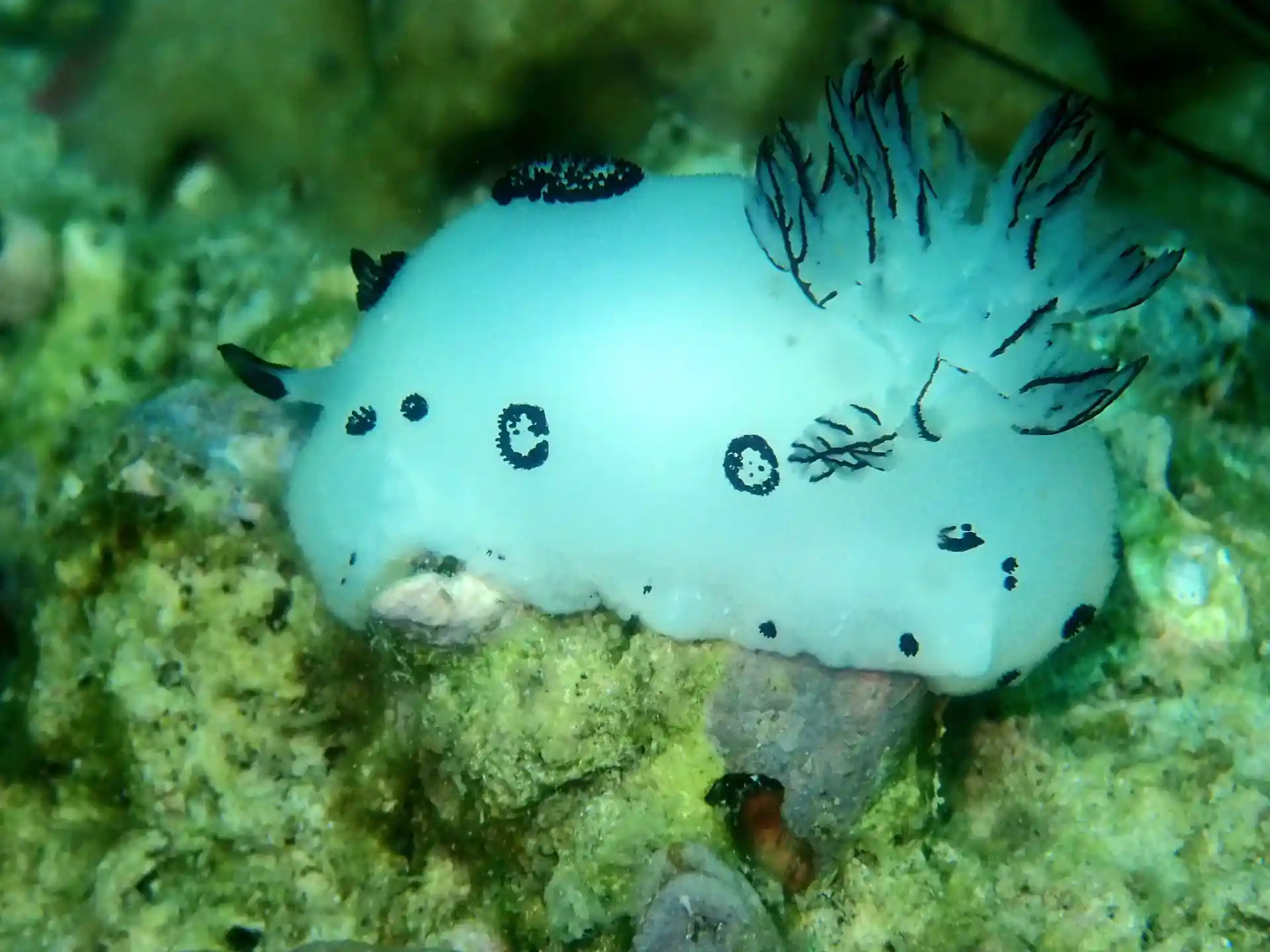 ダイビングサイトの写真