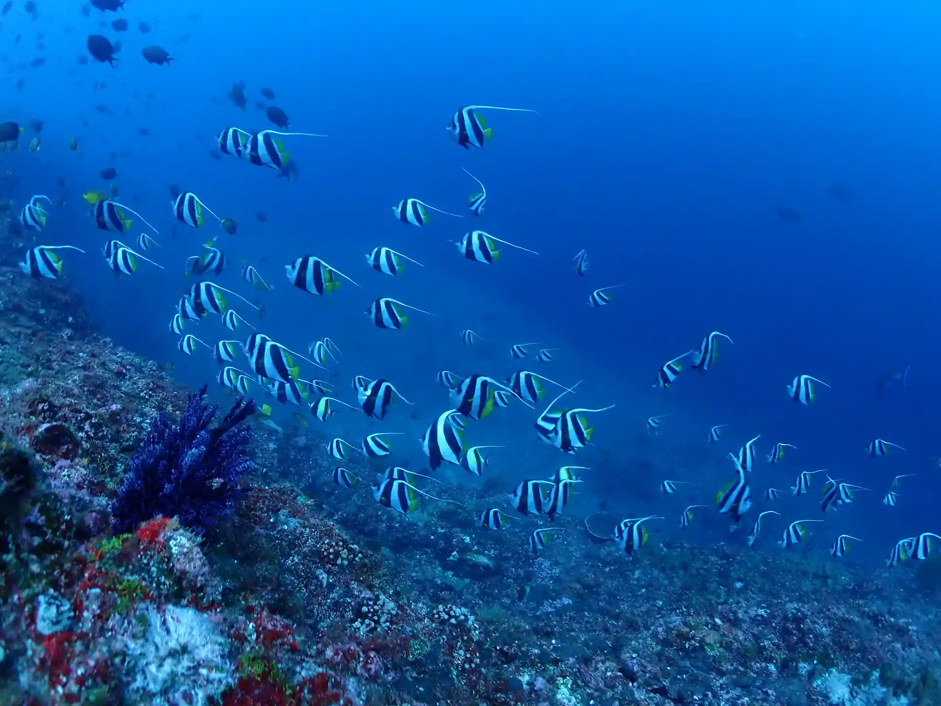 Dive shop photo
