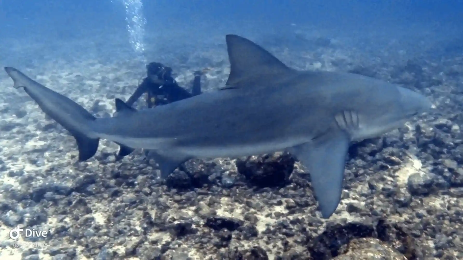 Small Bullshark