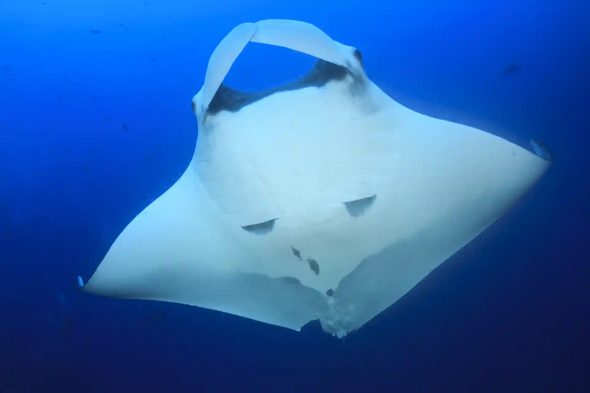 Dive shop photo