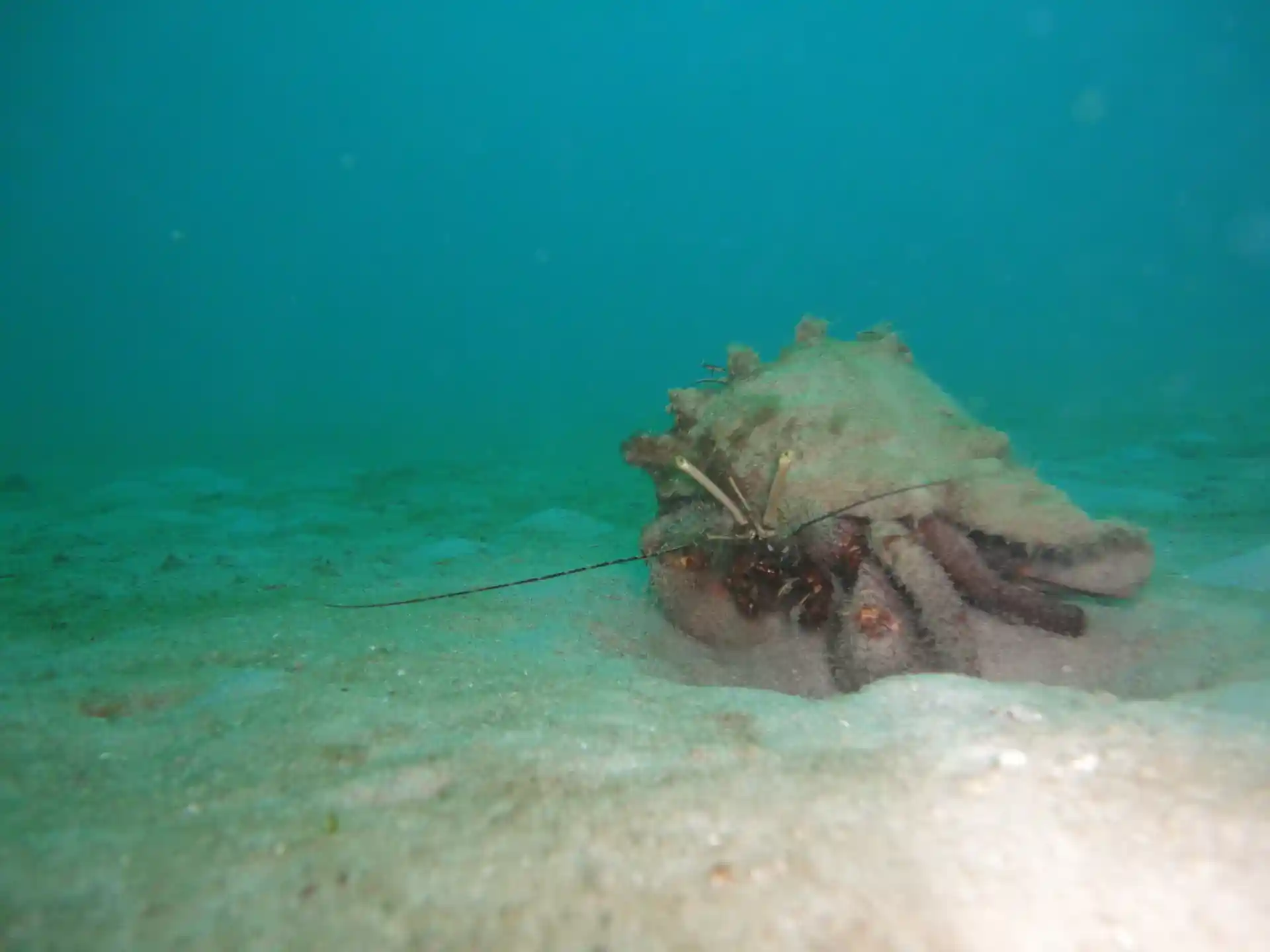 ダイビングサイトの写真