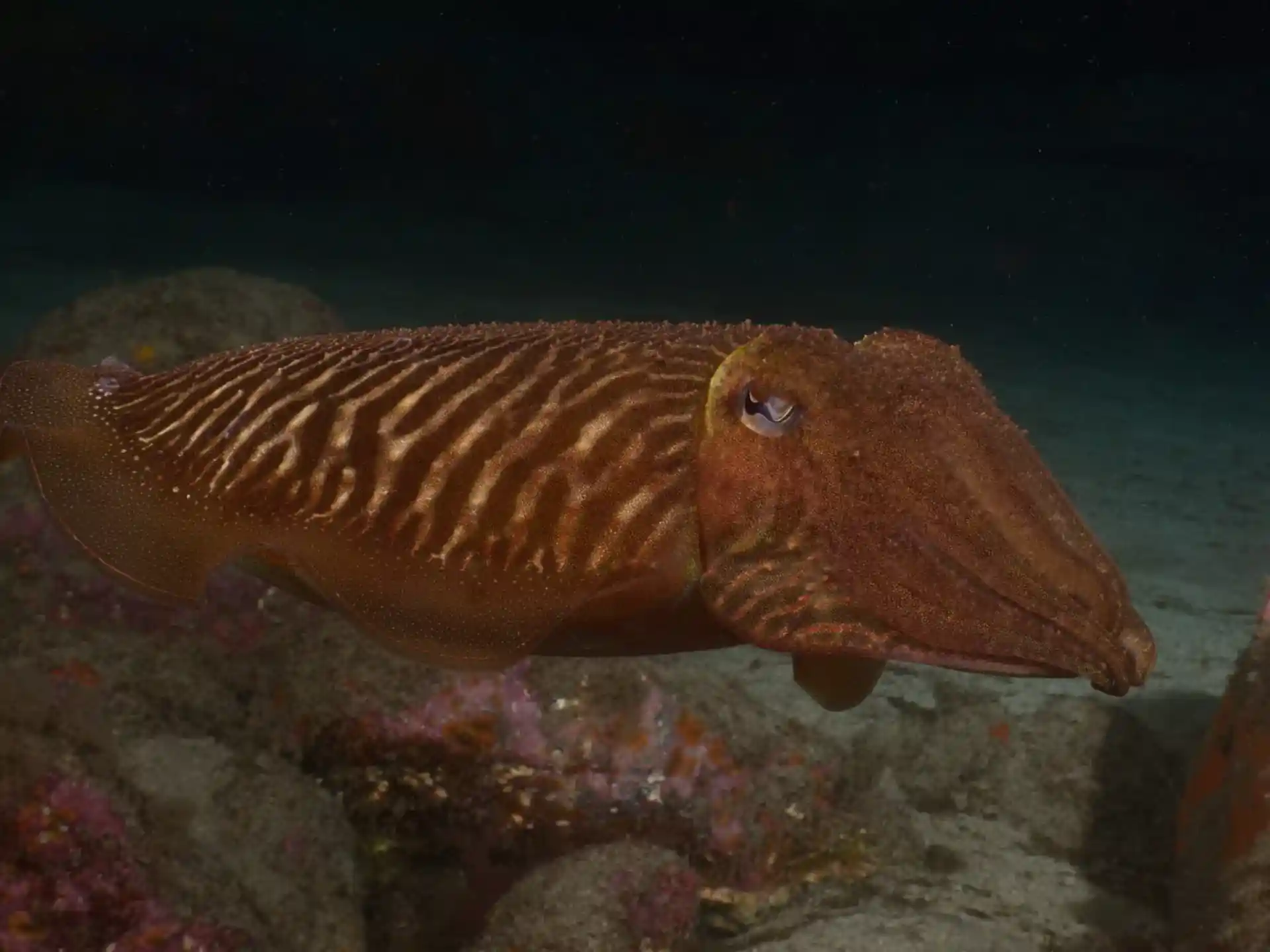 Foto des Tauchplatzes