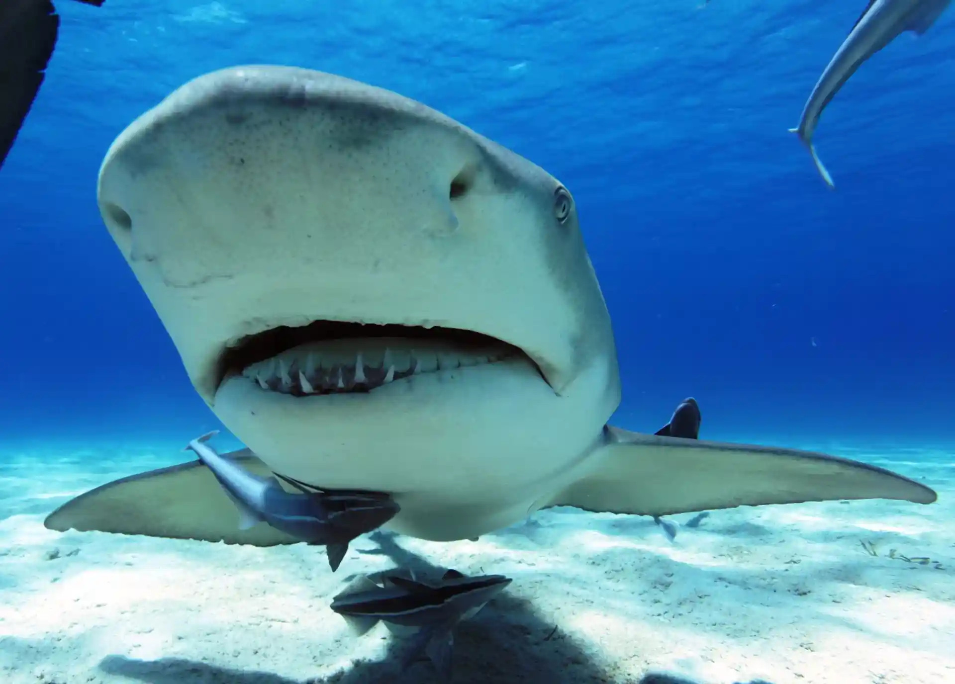 Foto del sitio de buceo