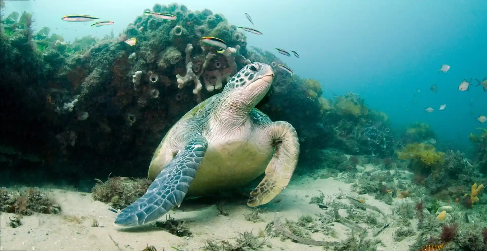 Dive site photo