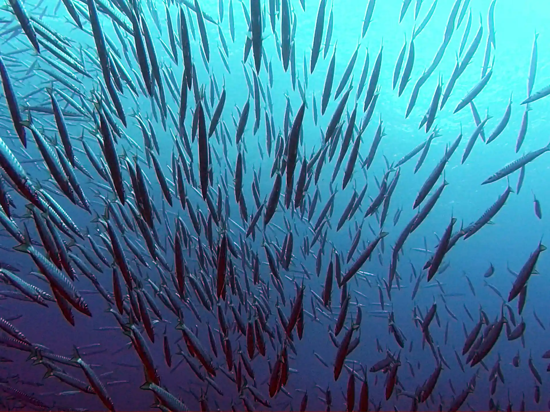 Photo du site de plongée