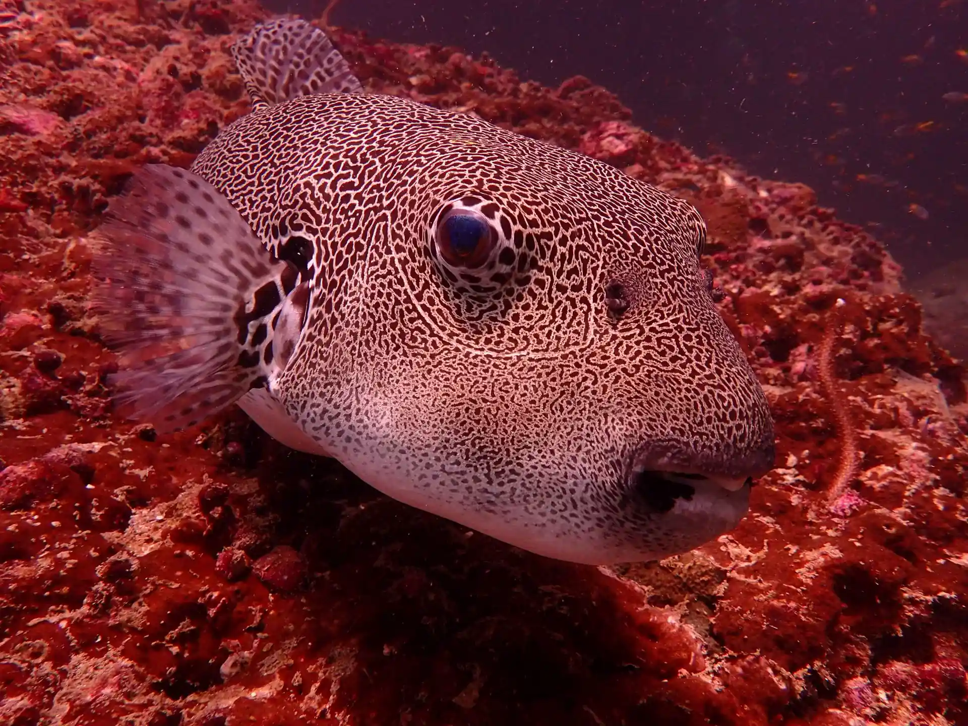 Dive site photo