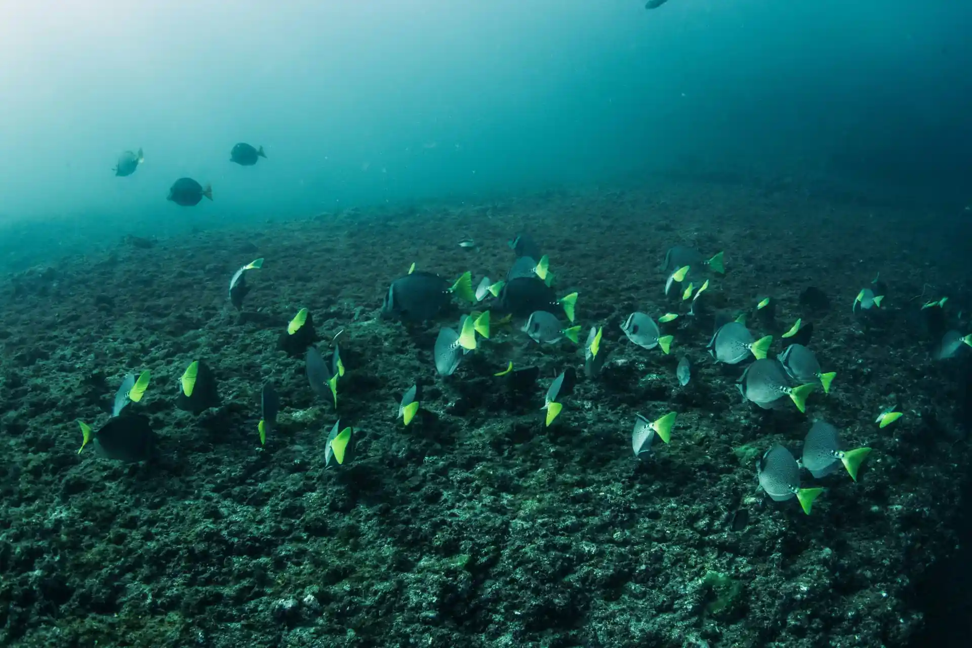 Dive site photo