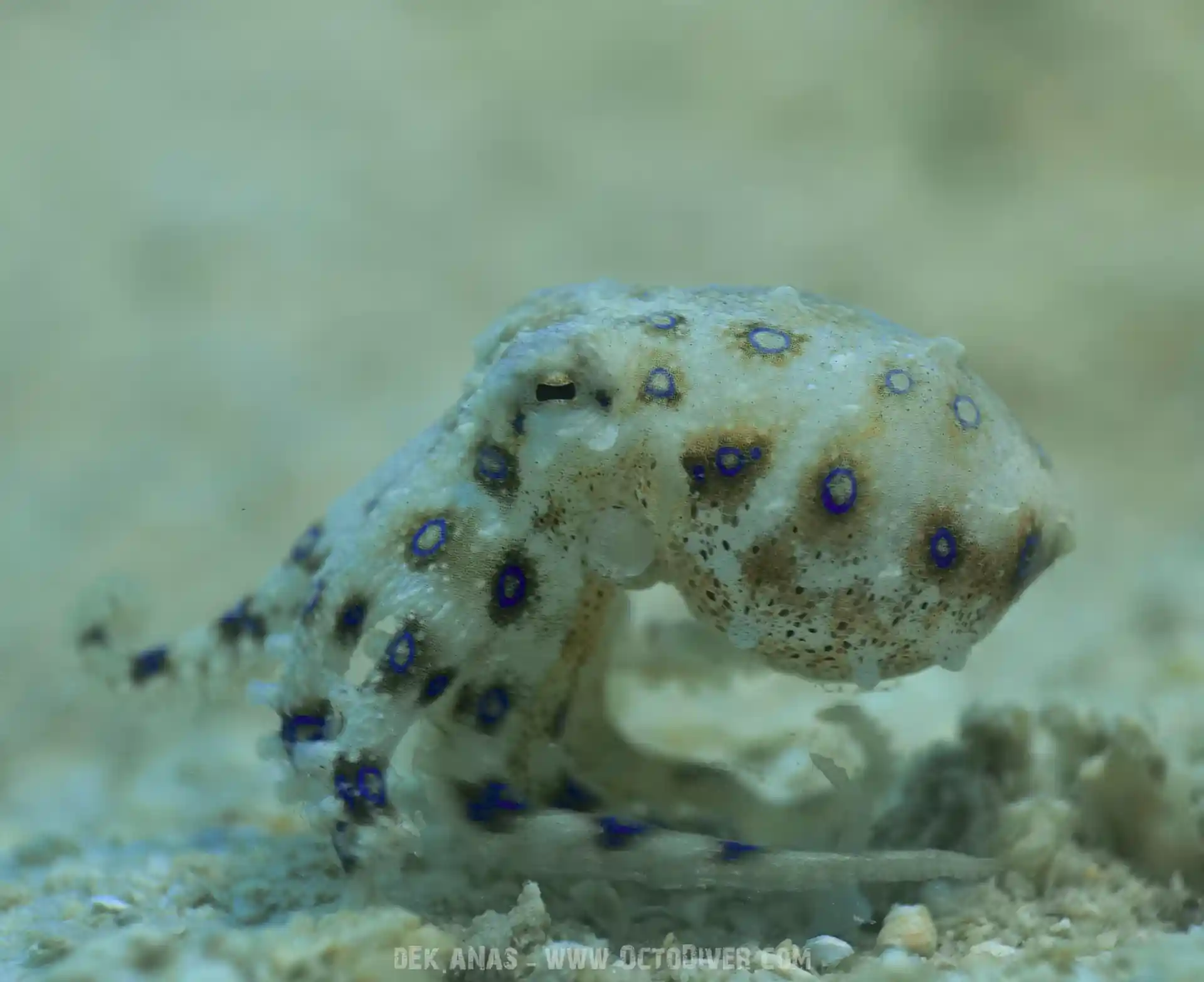 Dive shop photo