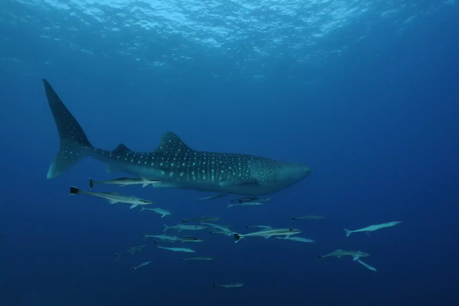 Dive site photo