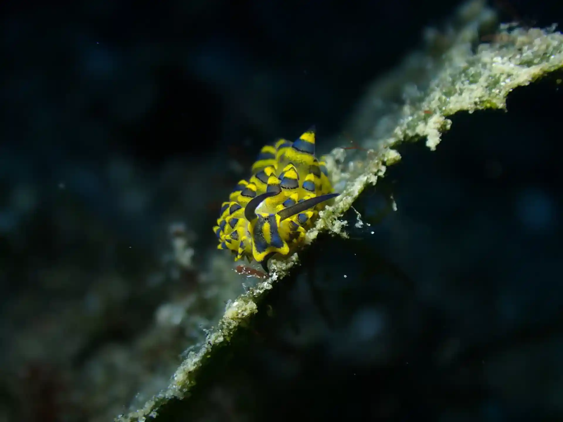 Foto des Tauchplatzes