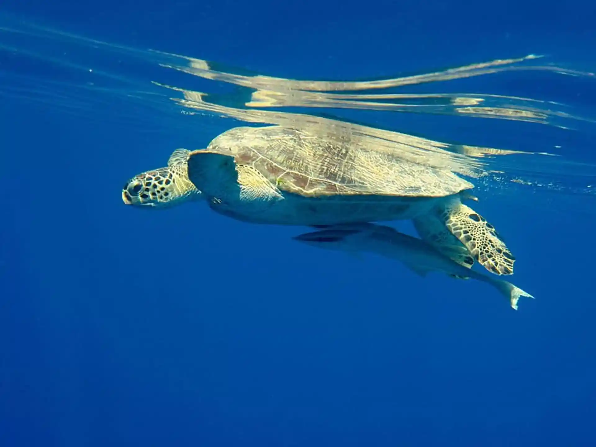 Close encounters with different marine life