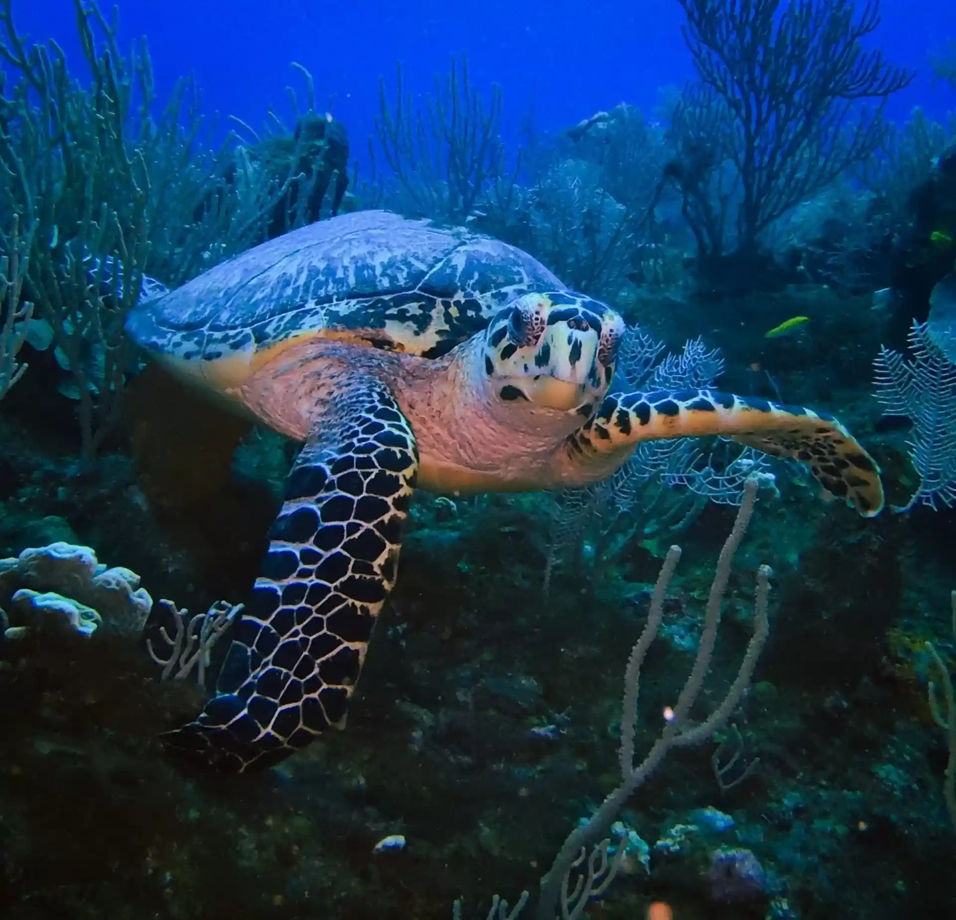 Dive site photo