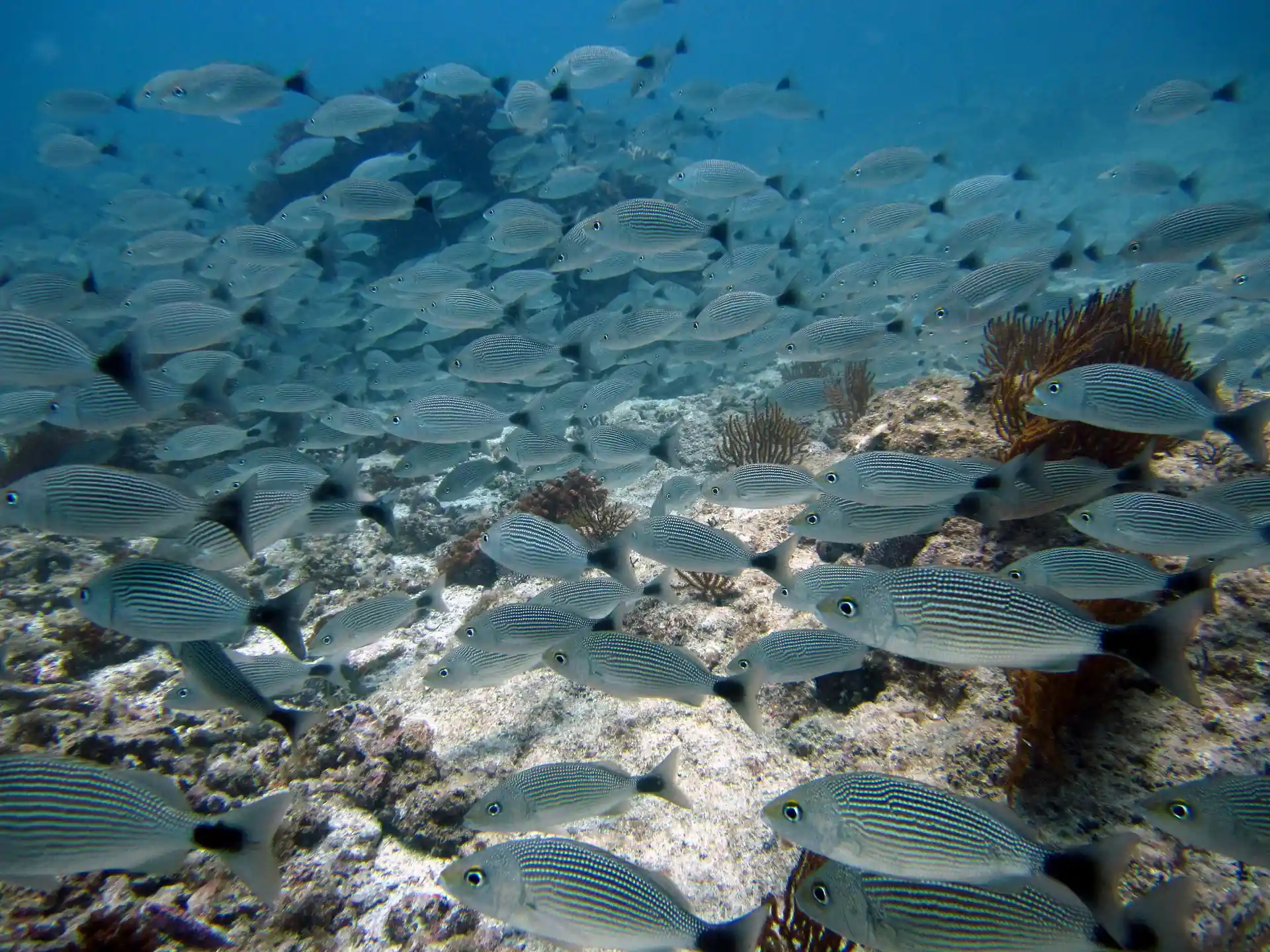 Dive shop photo