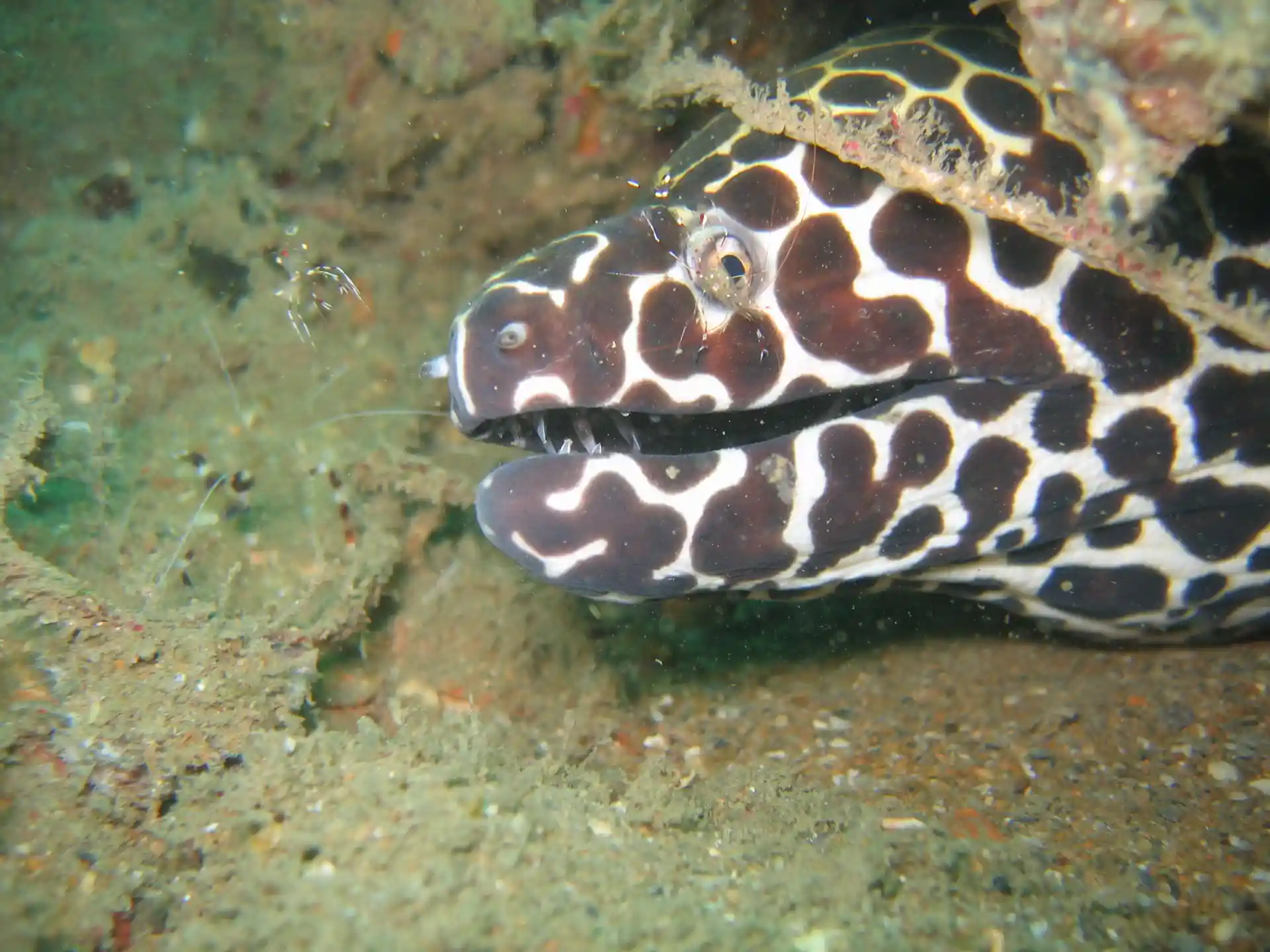 See if you can find a moray eel hiding in the rocks