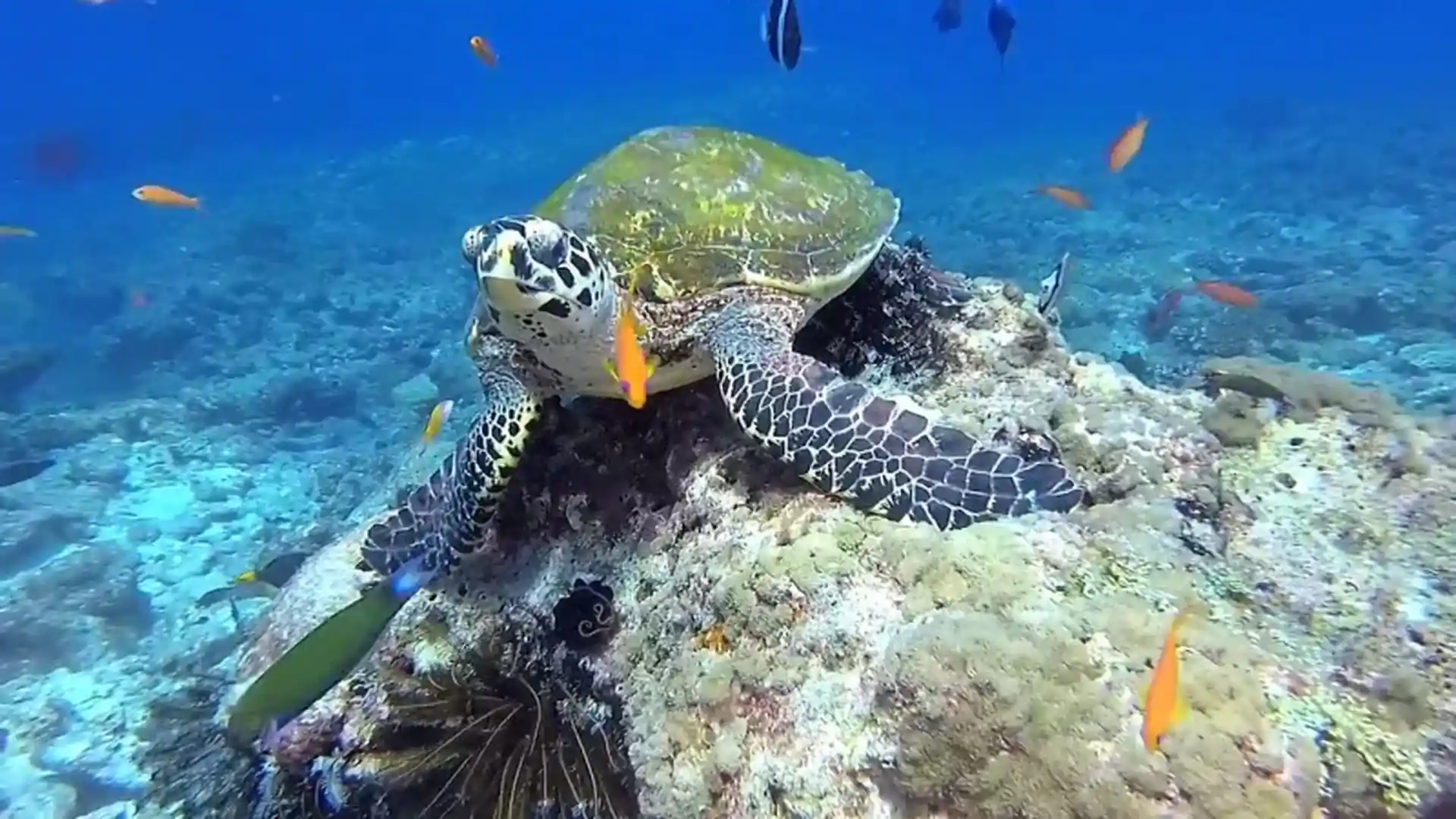 Dive site photo