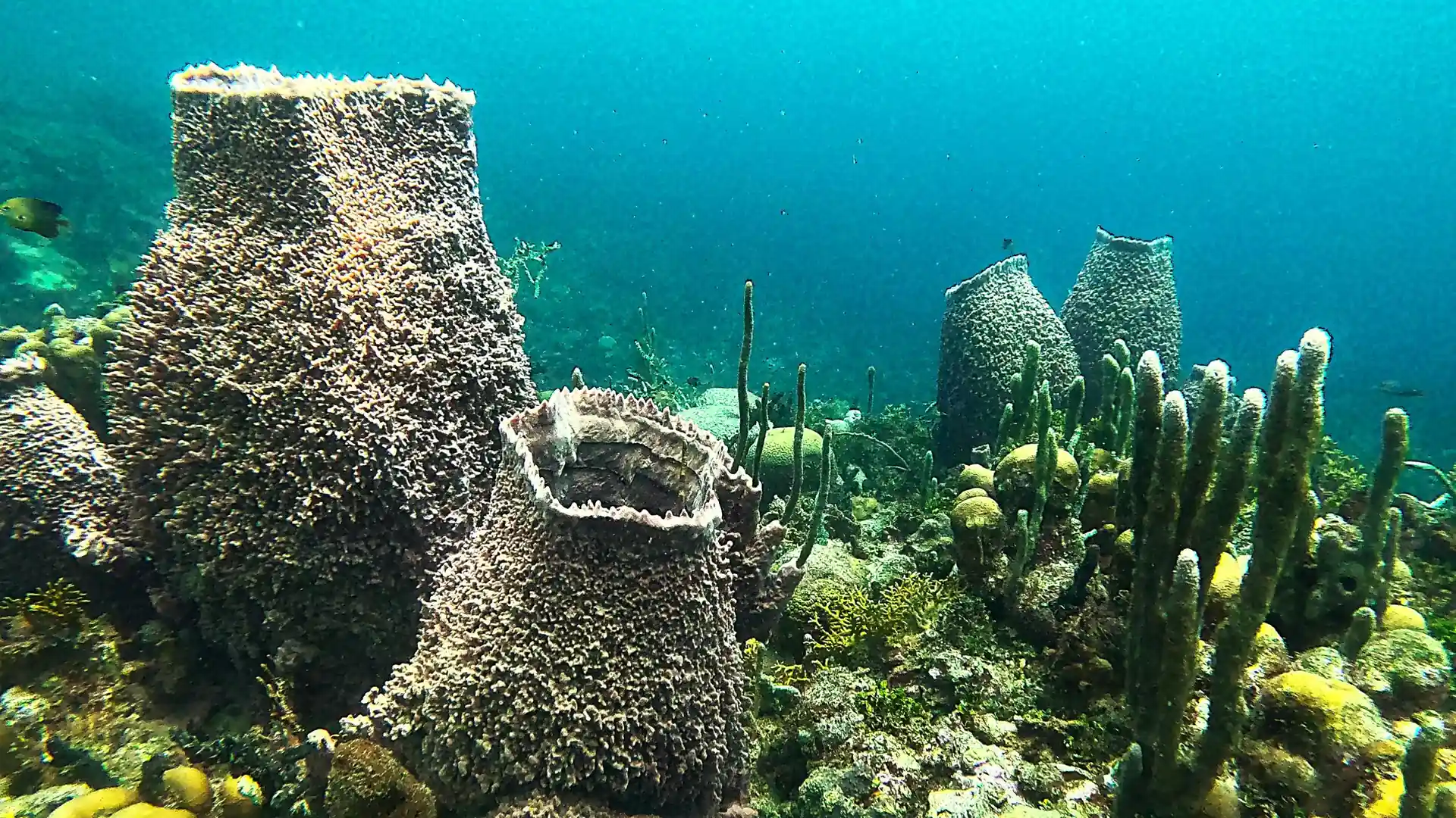 Dive shop photo