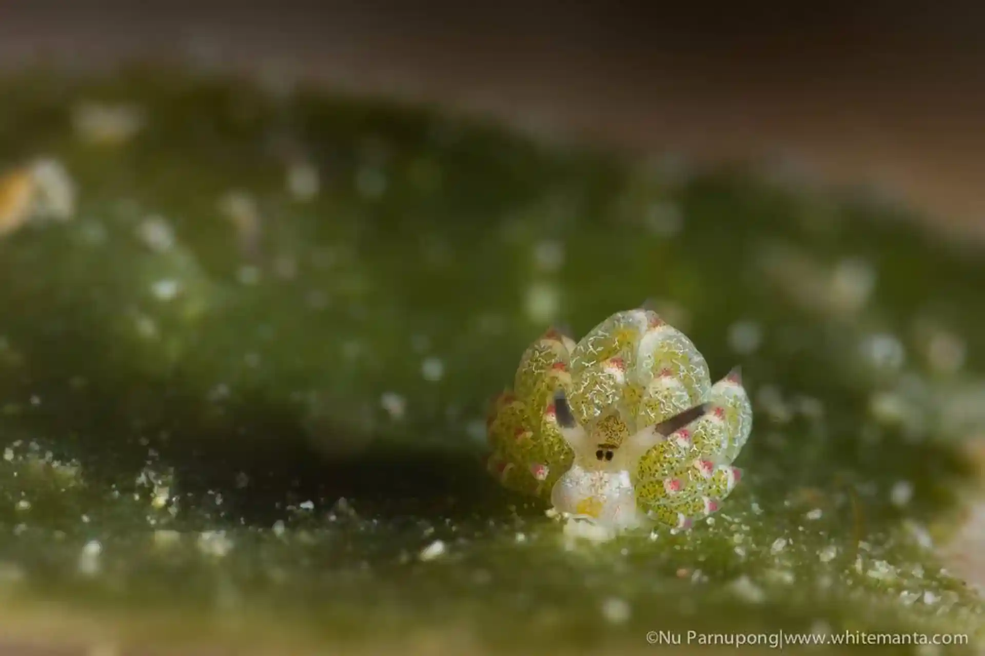 ダイビングサイトの写真